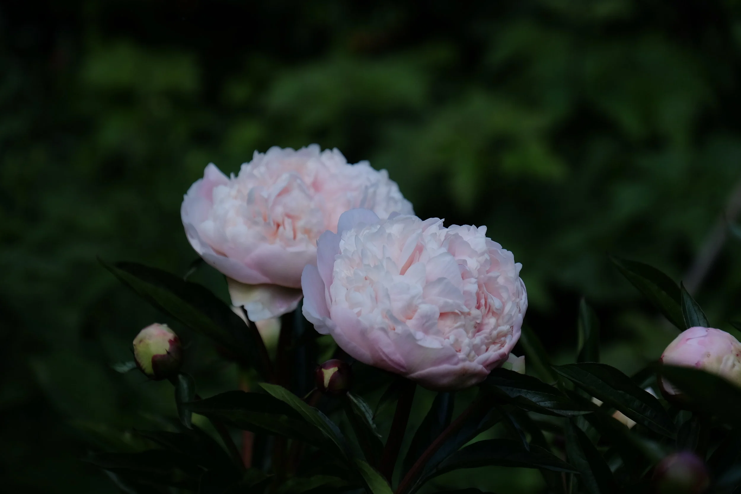 New College Gardens, Oxford- United Kingdom