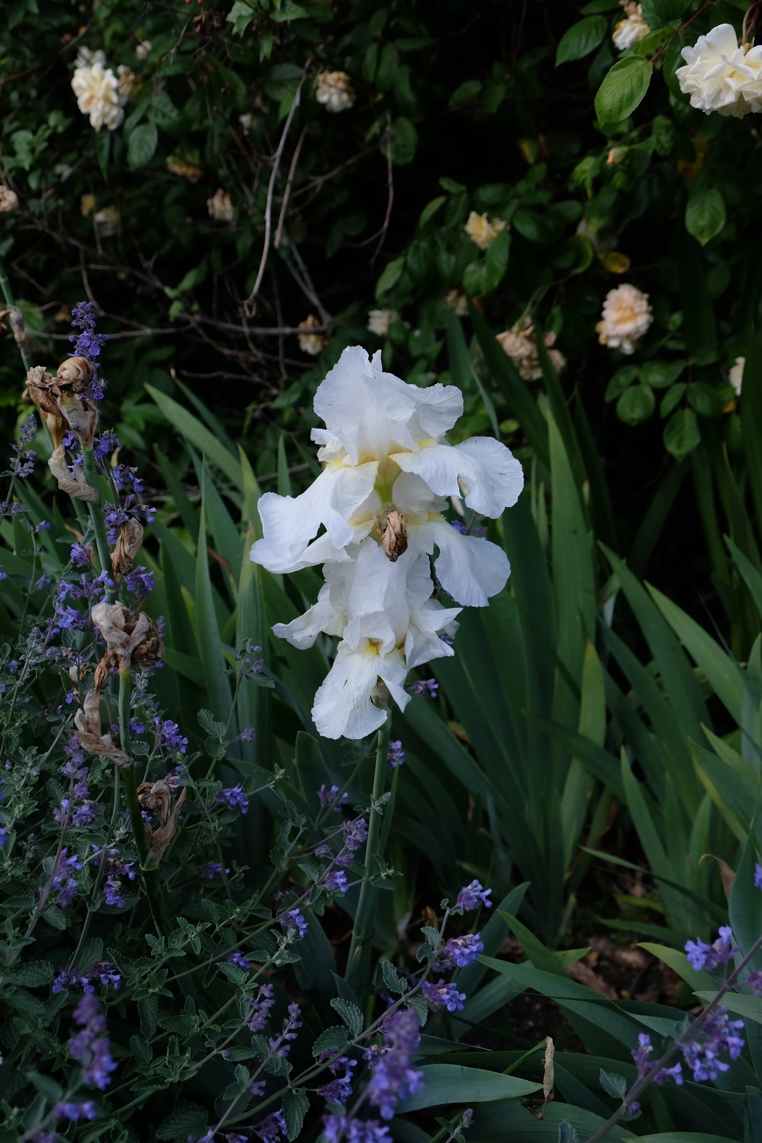 New College Gardens, Oxford- United Kingdom