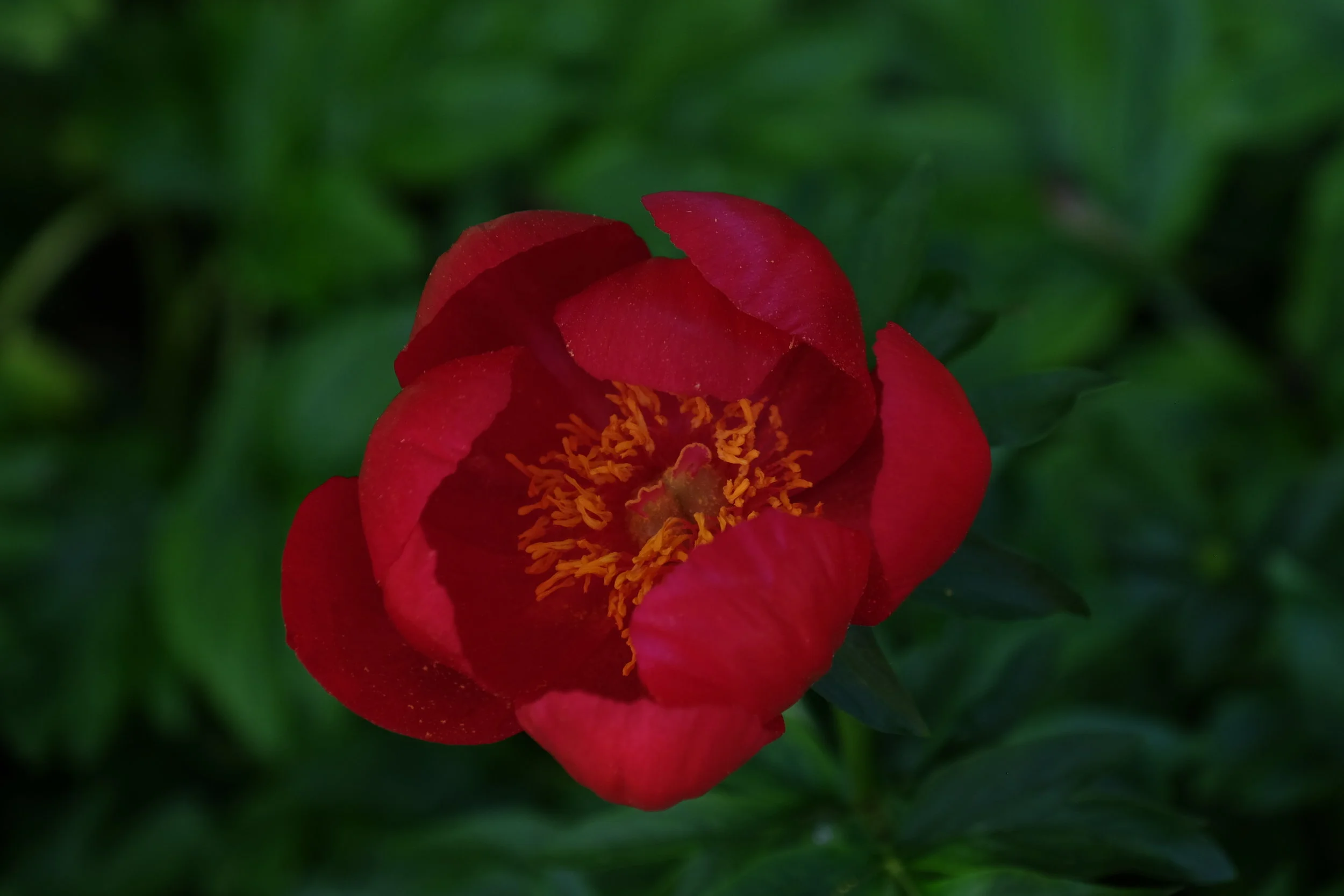 New College Gardens, Oxford- United Kingdom