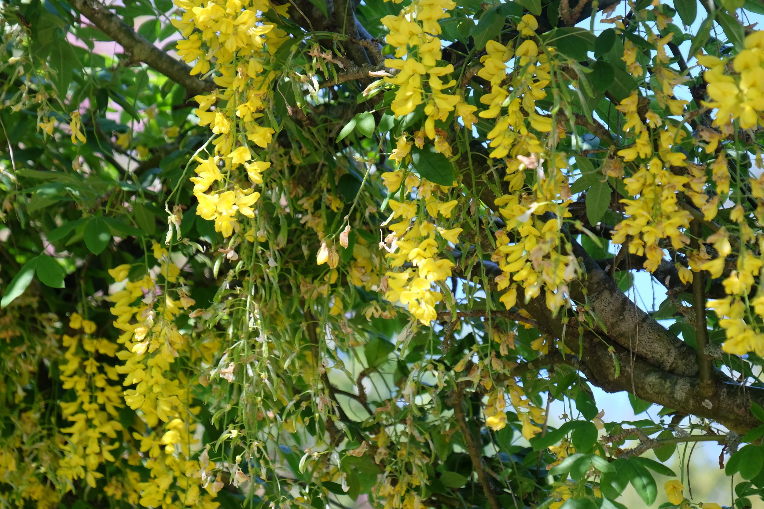 Wilton House- Salisbury