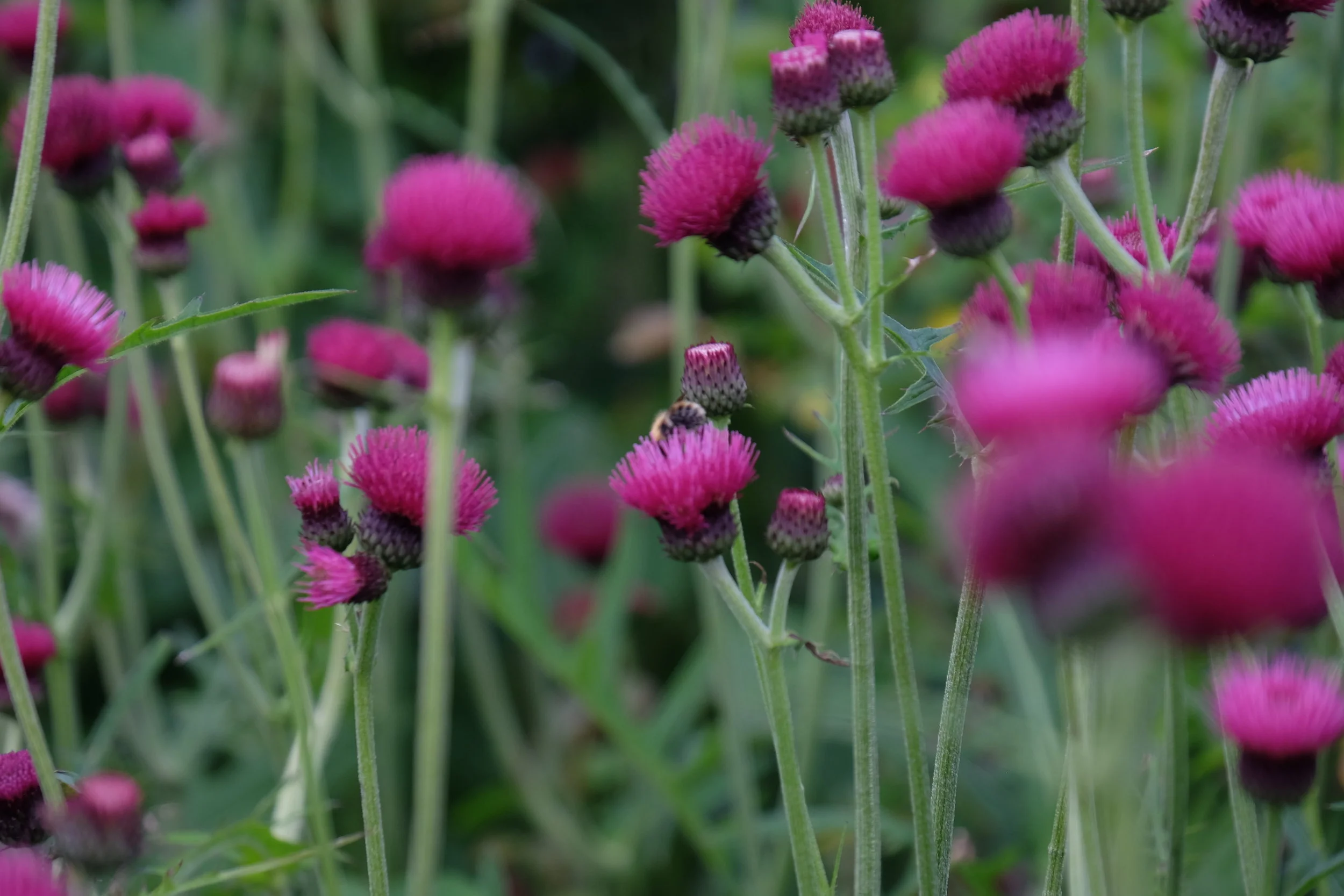 Leeds Castle, Maidstone- United Kingdom