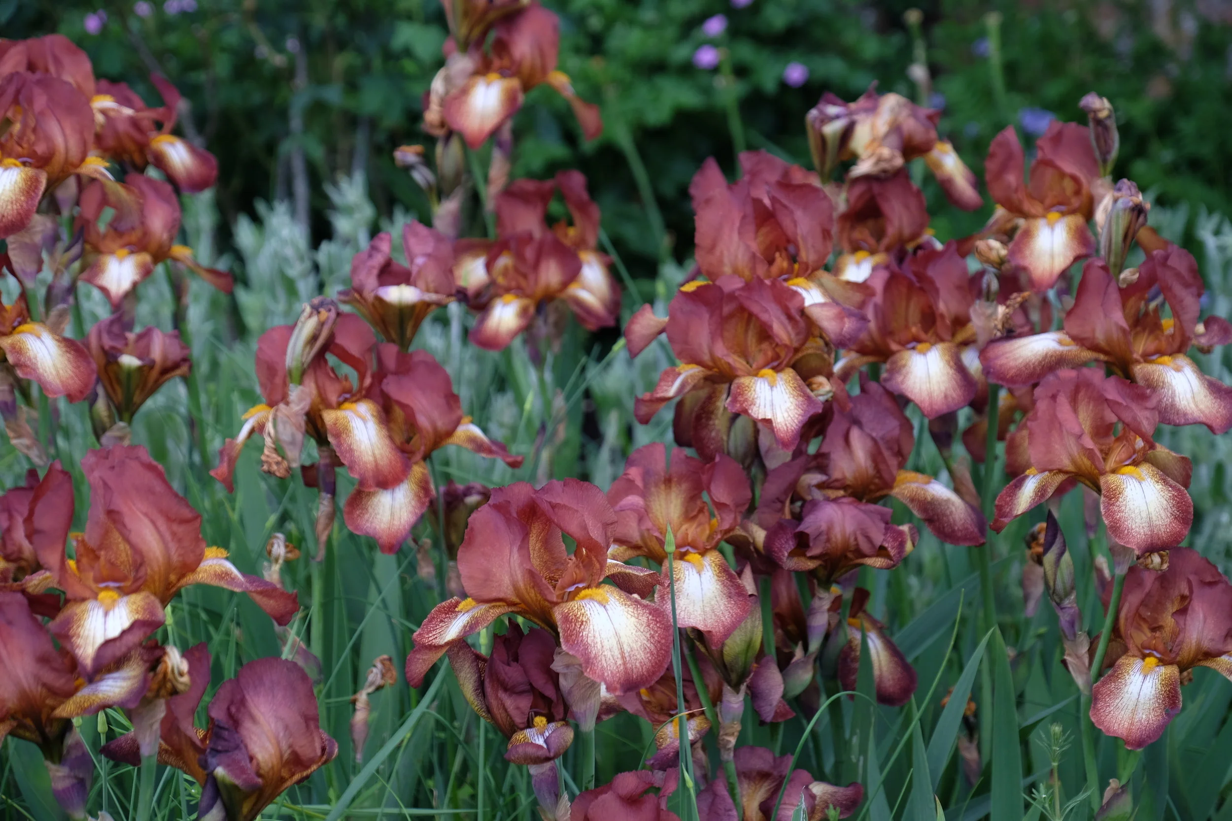 Leeds Castle, Maidstone- United Kingdom