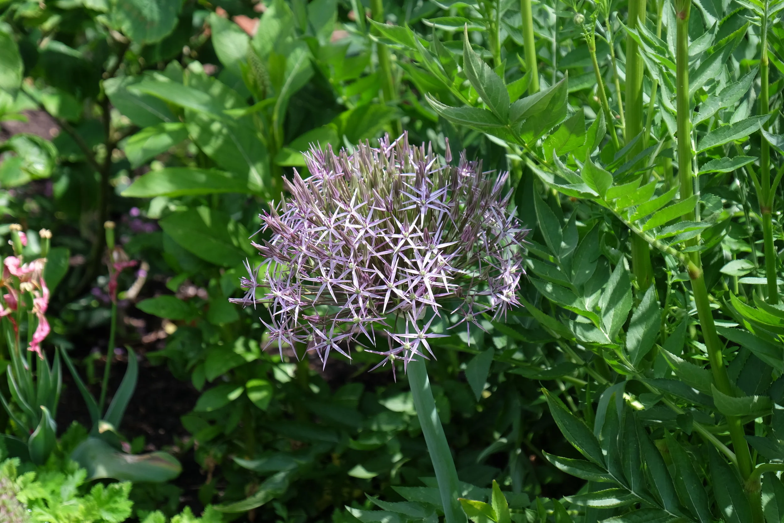 Leeds Castle, Maidstone- United Kingdom