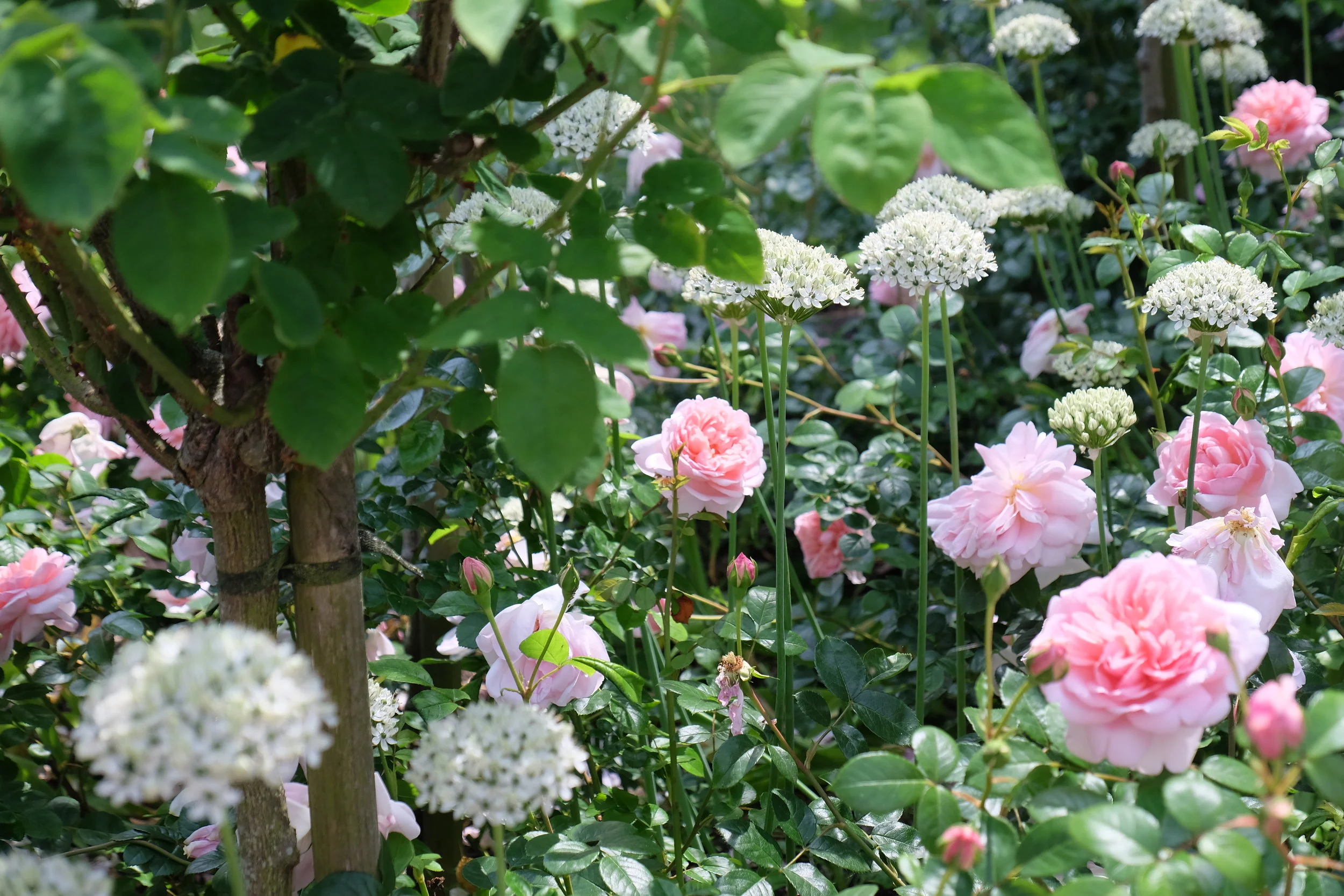 Garden Tour, Canterbury Cathedral- United Kingdom