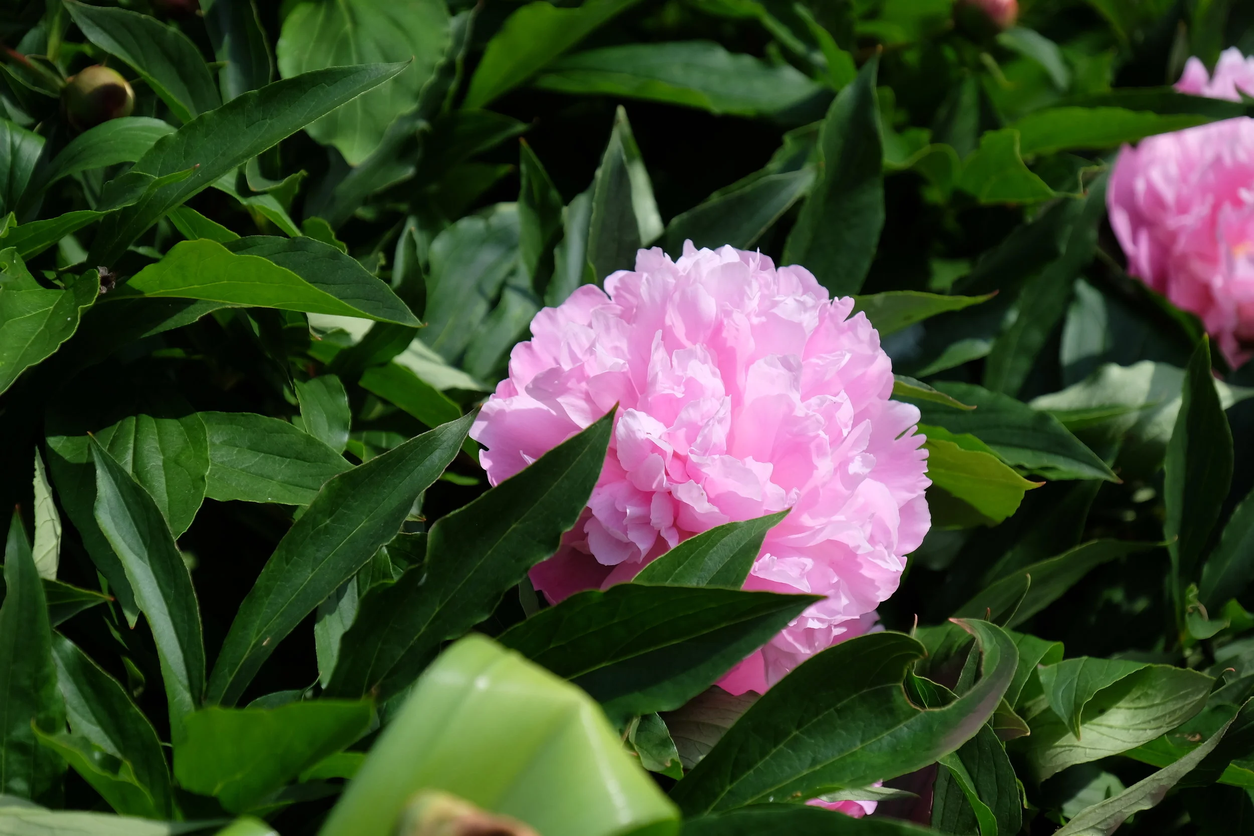 Garden Tour, Canterbury Cathedral- United Kingdom