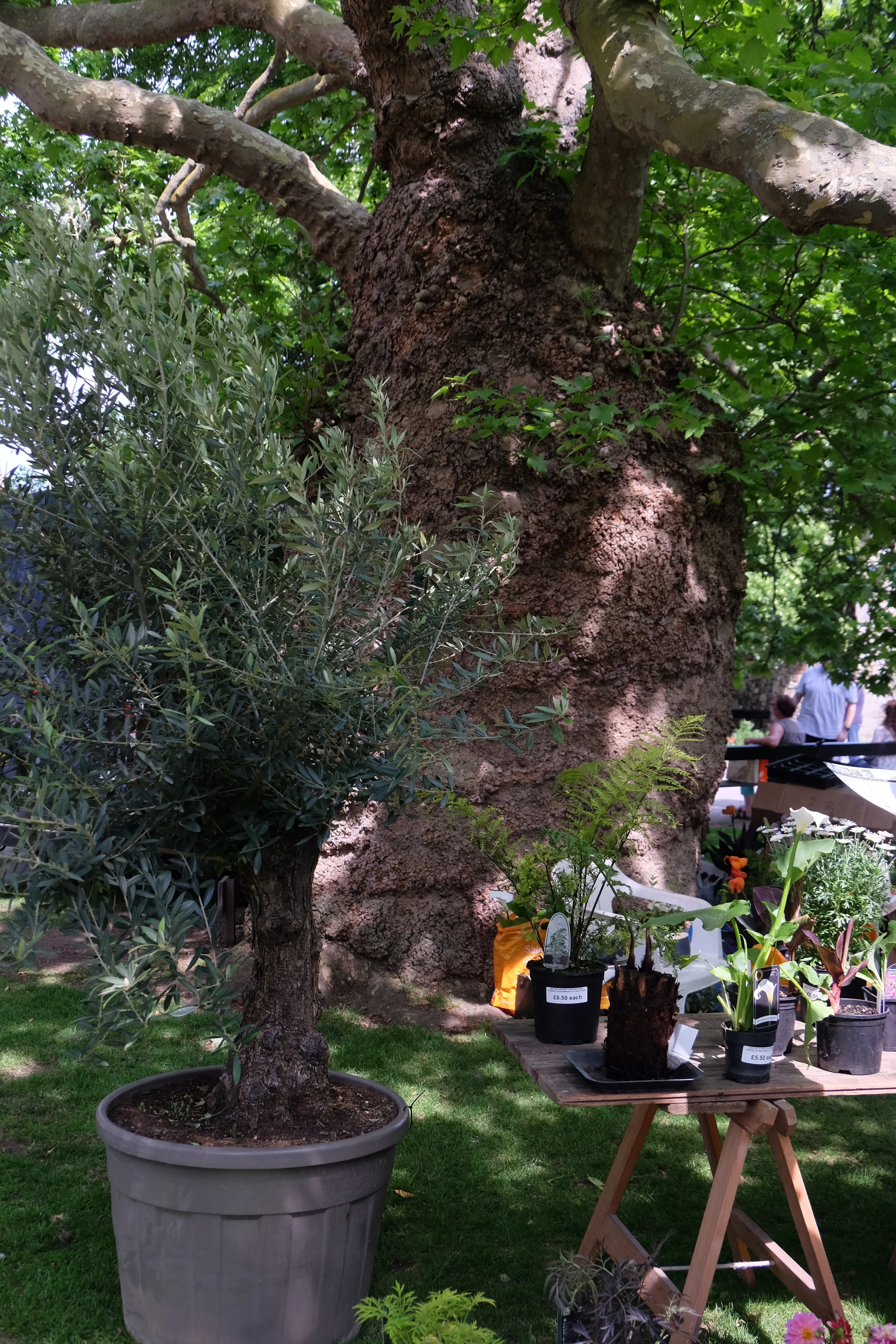 Mulberry Tree, Canterbury Catheral- United Kingdom