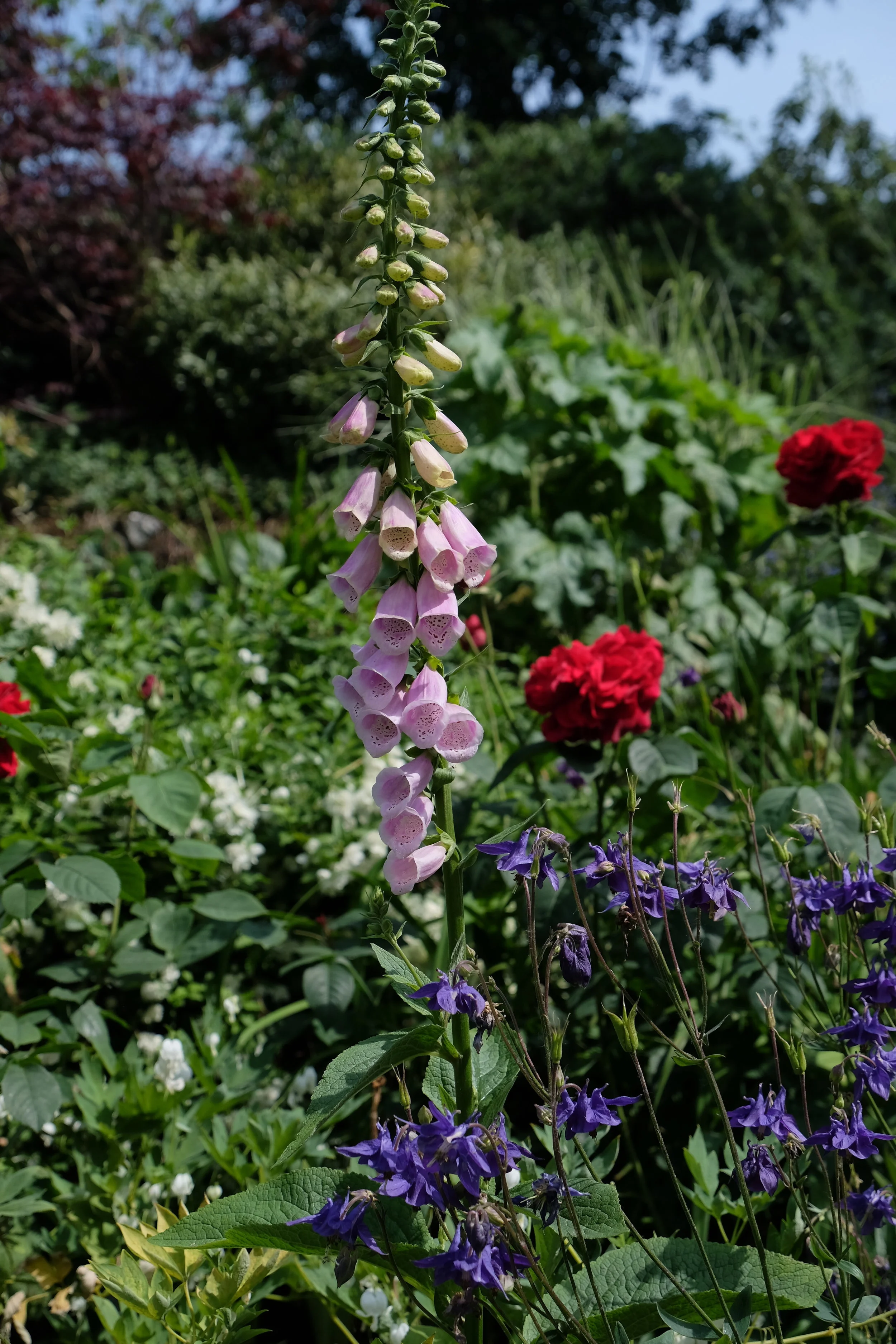 Garden Tour, Canterbury Cathedral- United Kingdom