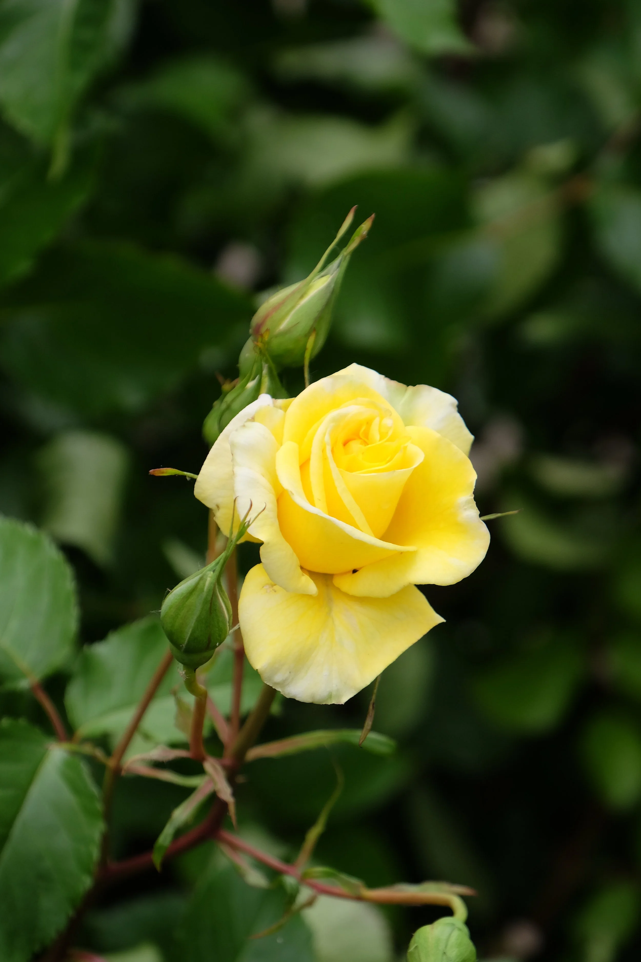 Garden Tour, Canterbury Cathedral- United Kingdom