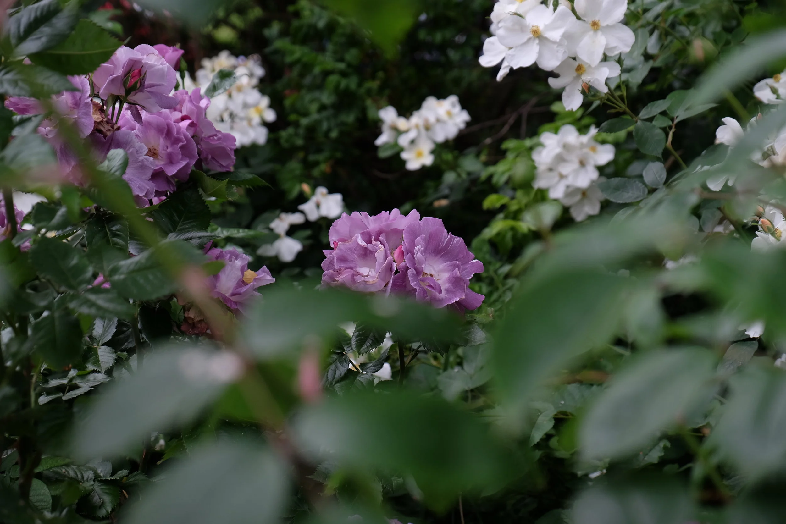 Garden Tour, Canterbury Cathedral- United Kingdom