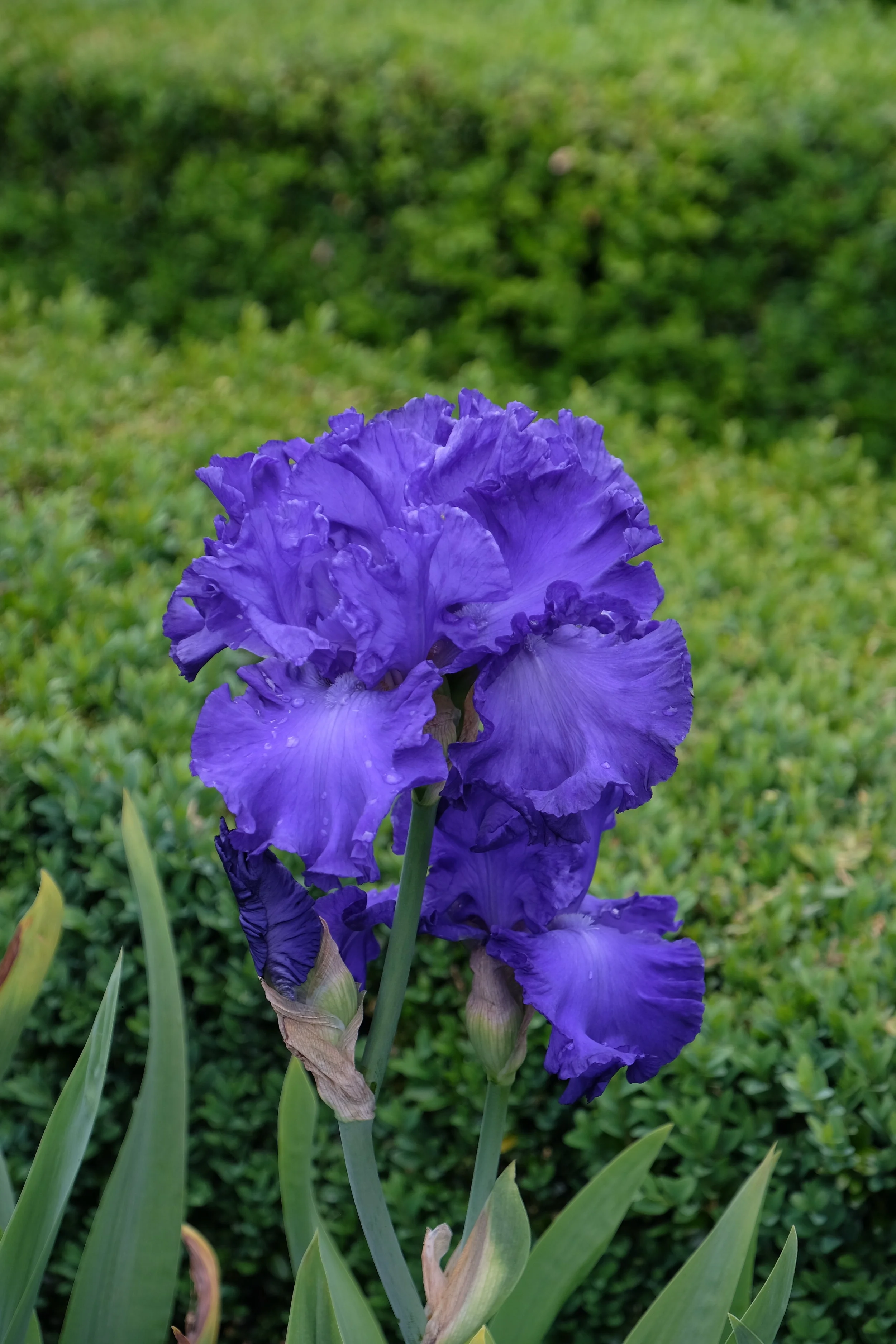 Purple Iris, Leeds Castle, United Kingdom
