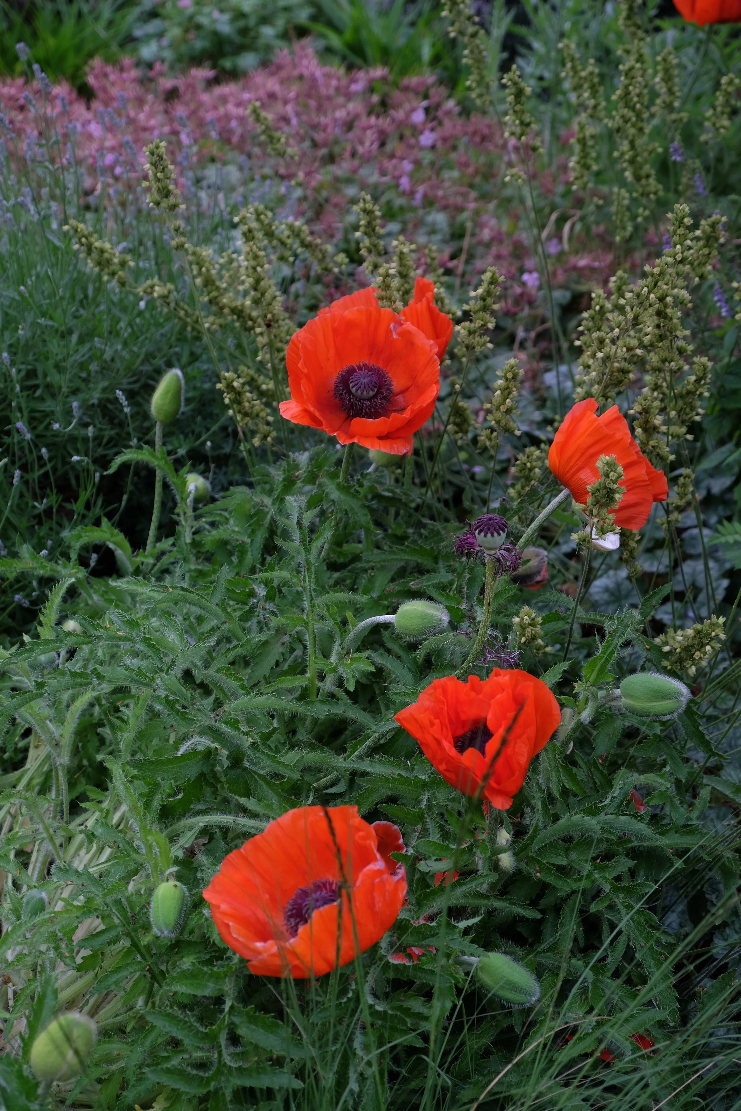 Red Poppy, Canterbury Cathedral, United Kingdom- Garden Tour