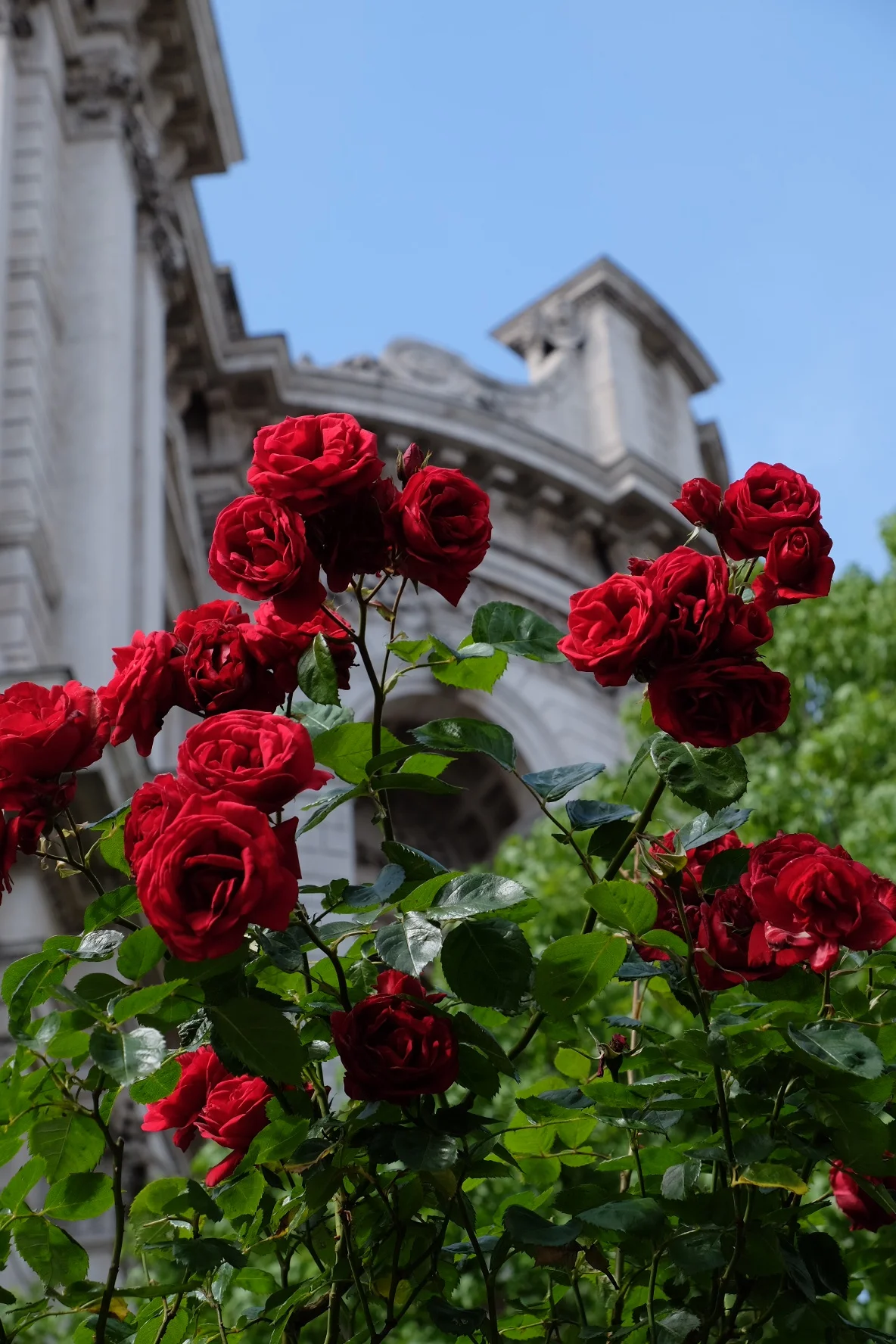 Roses, St. Paul's Cathedral, London