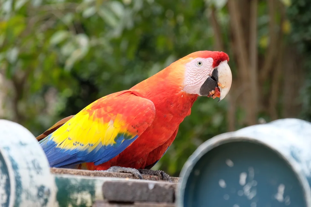 Scarlet Macaw- Copán Ruins
