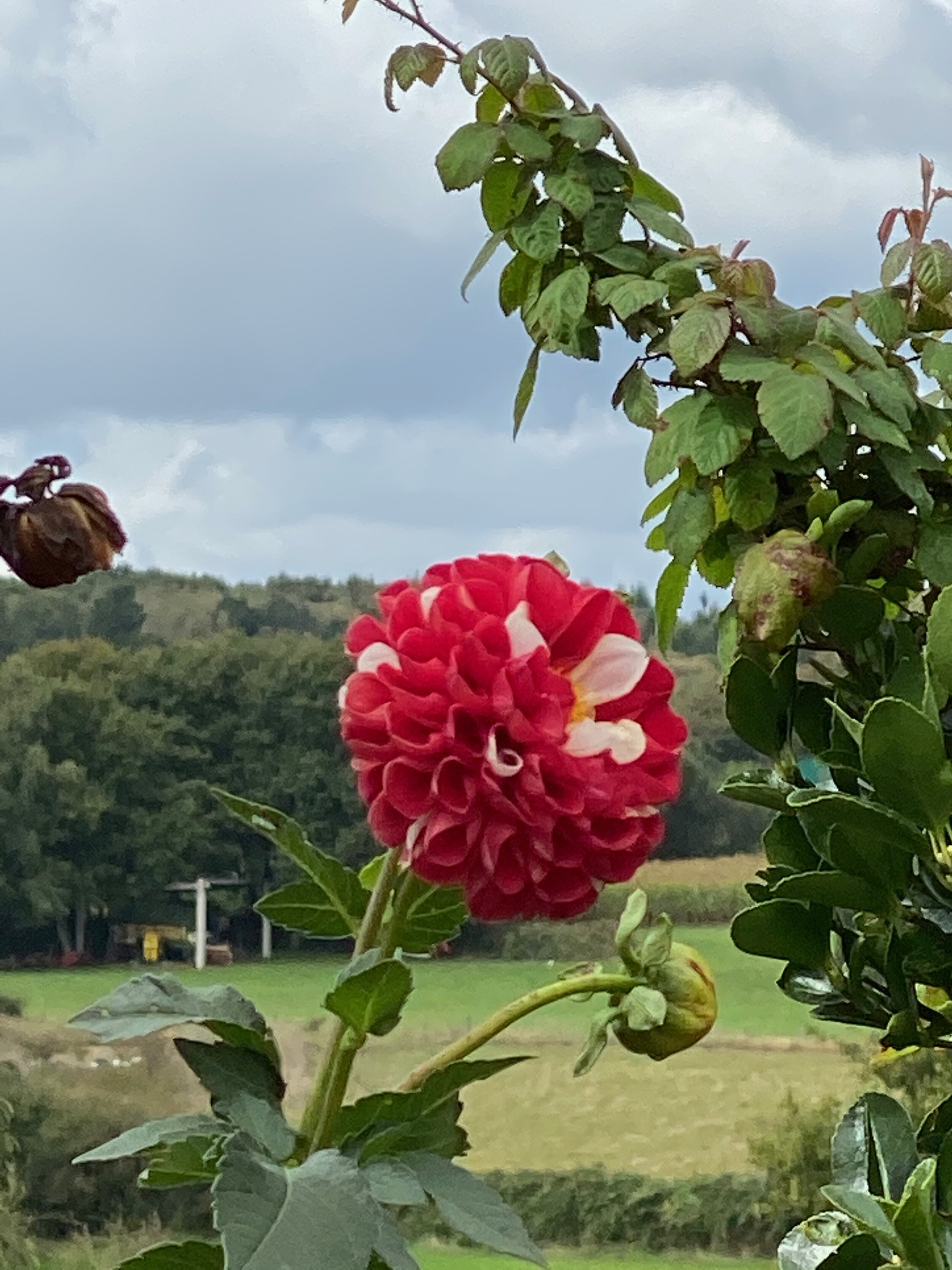 Flowers of the Camino de Santiago