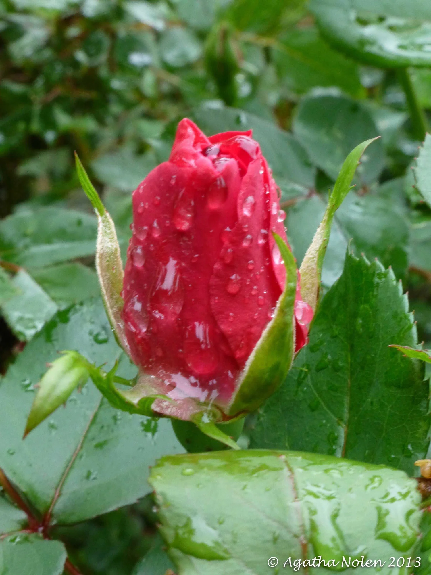 We Don't Have to Be This Angry About Everything All of the Time episode artwork
