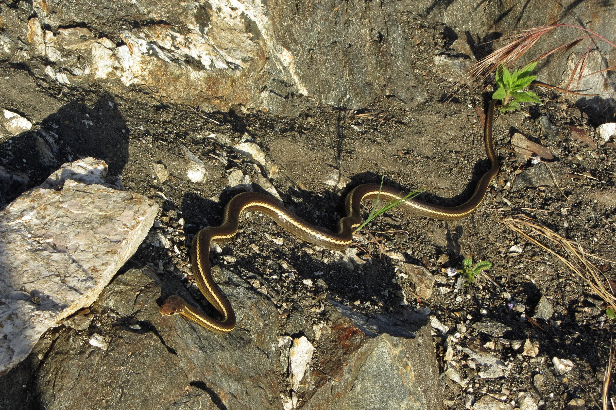 California Striped Racer