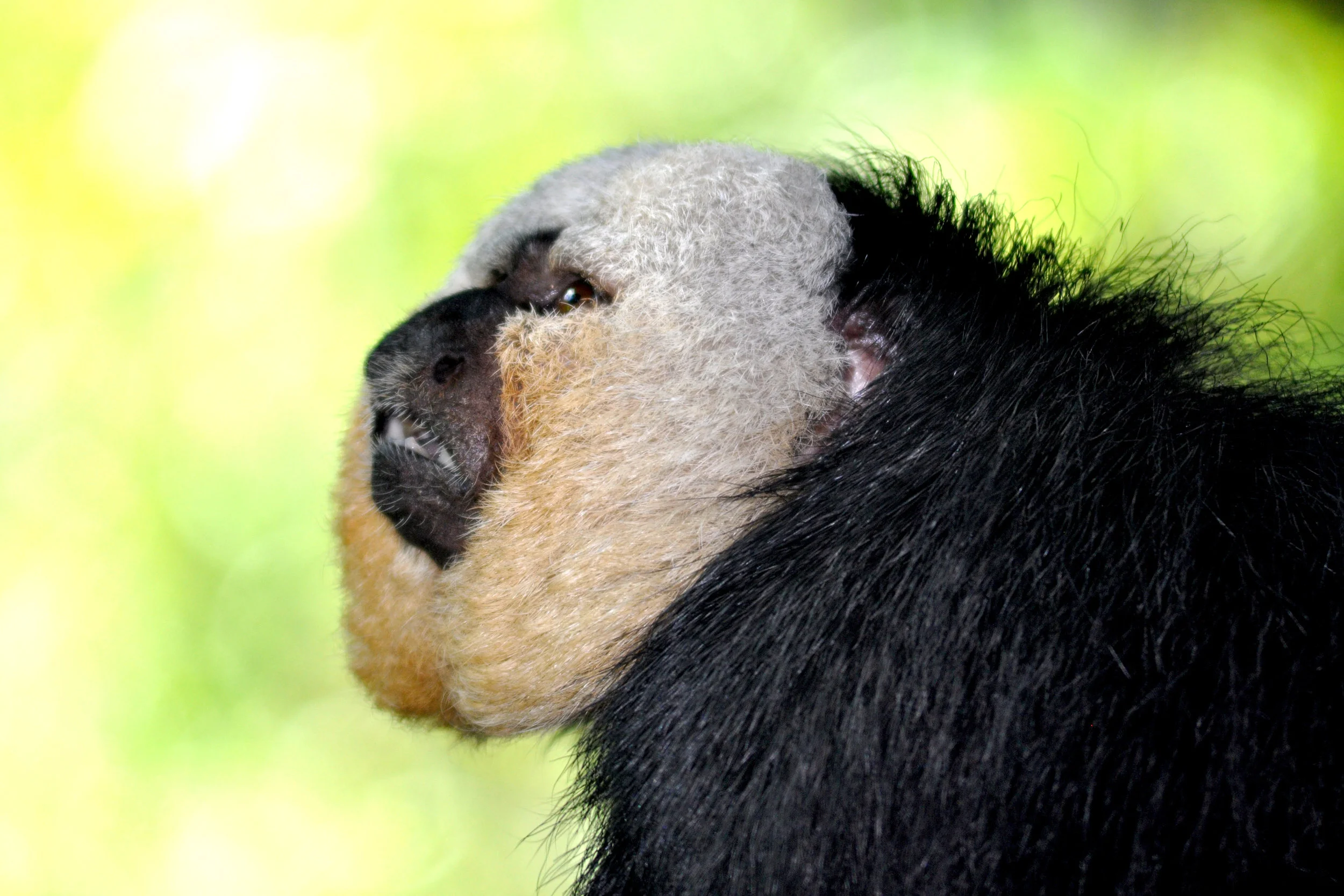 monkey2.jpg