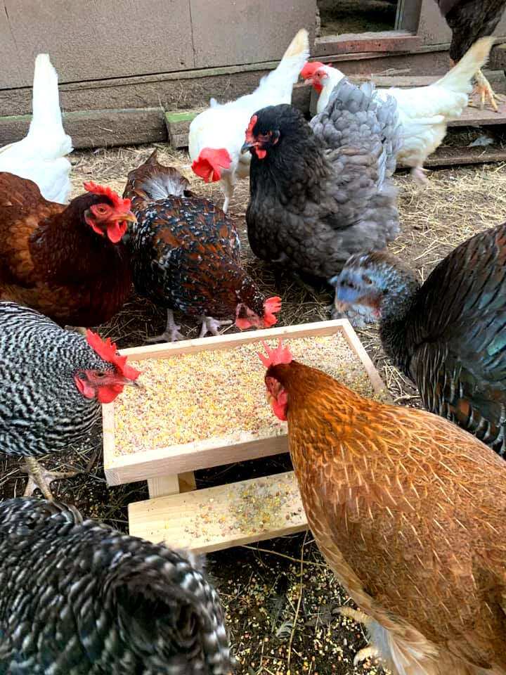 Mini Photoshoot with Live Animals