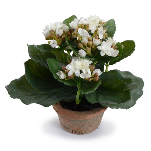 Small Potted Kalanchoe- $46