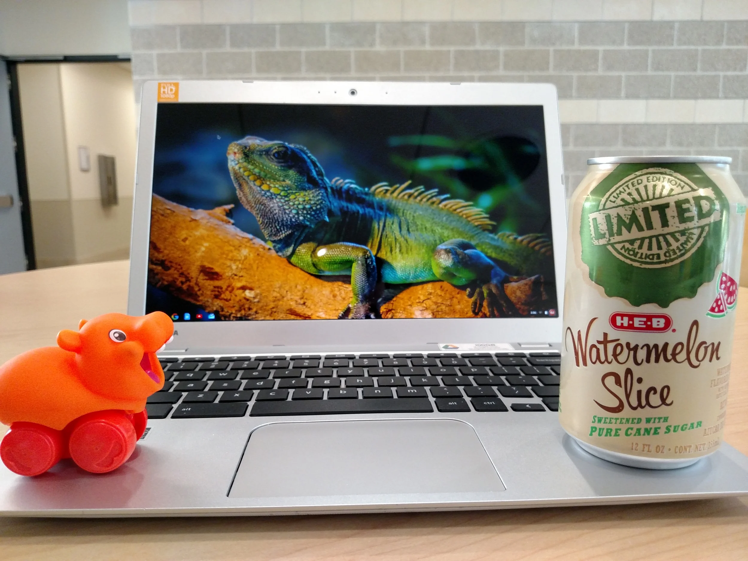Hippos love watermelon.