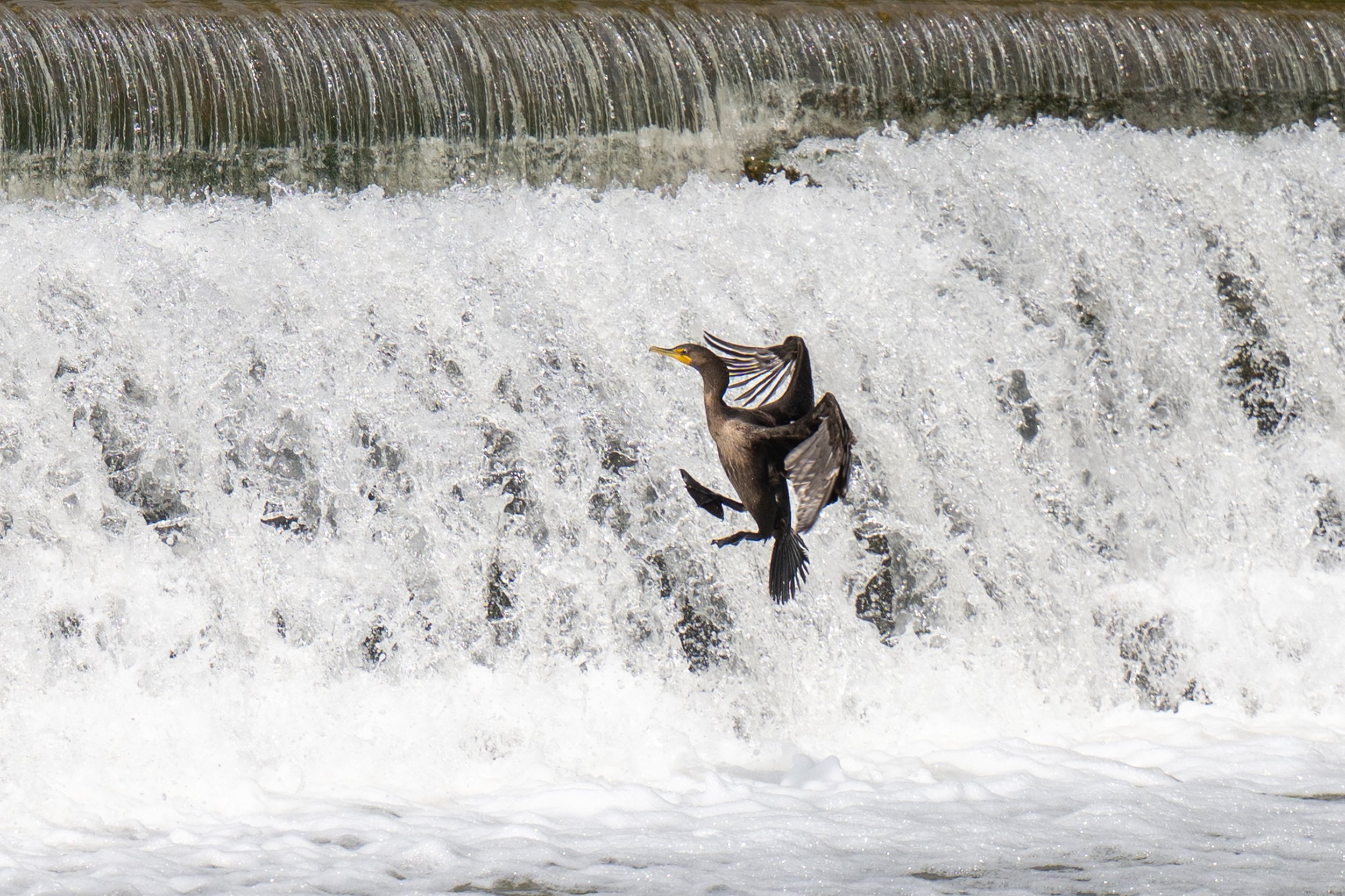 A cormorant abruptly stops its flight before flying into the salmon ladder on Humber River.