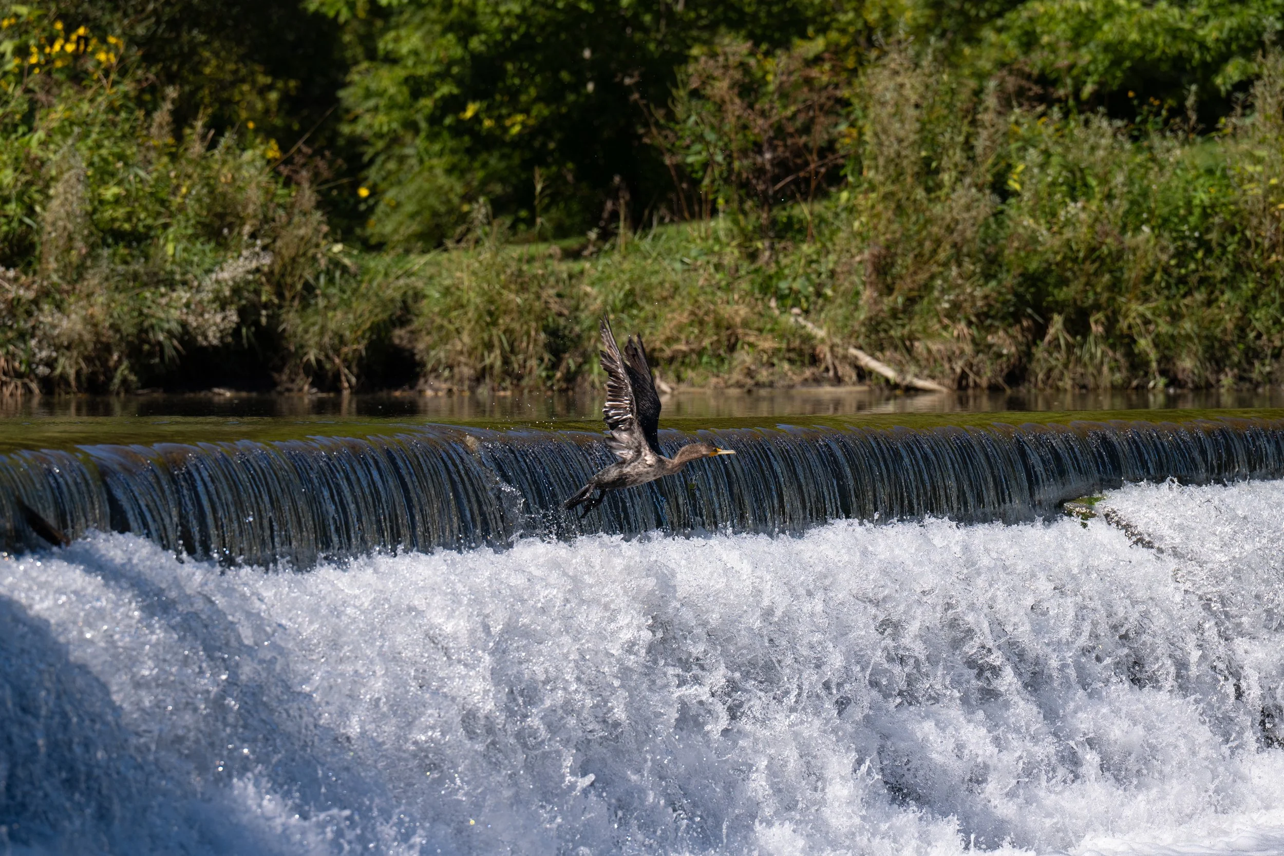 Y71_0422.jpg