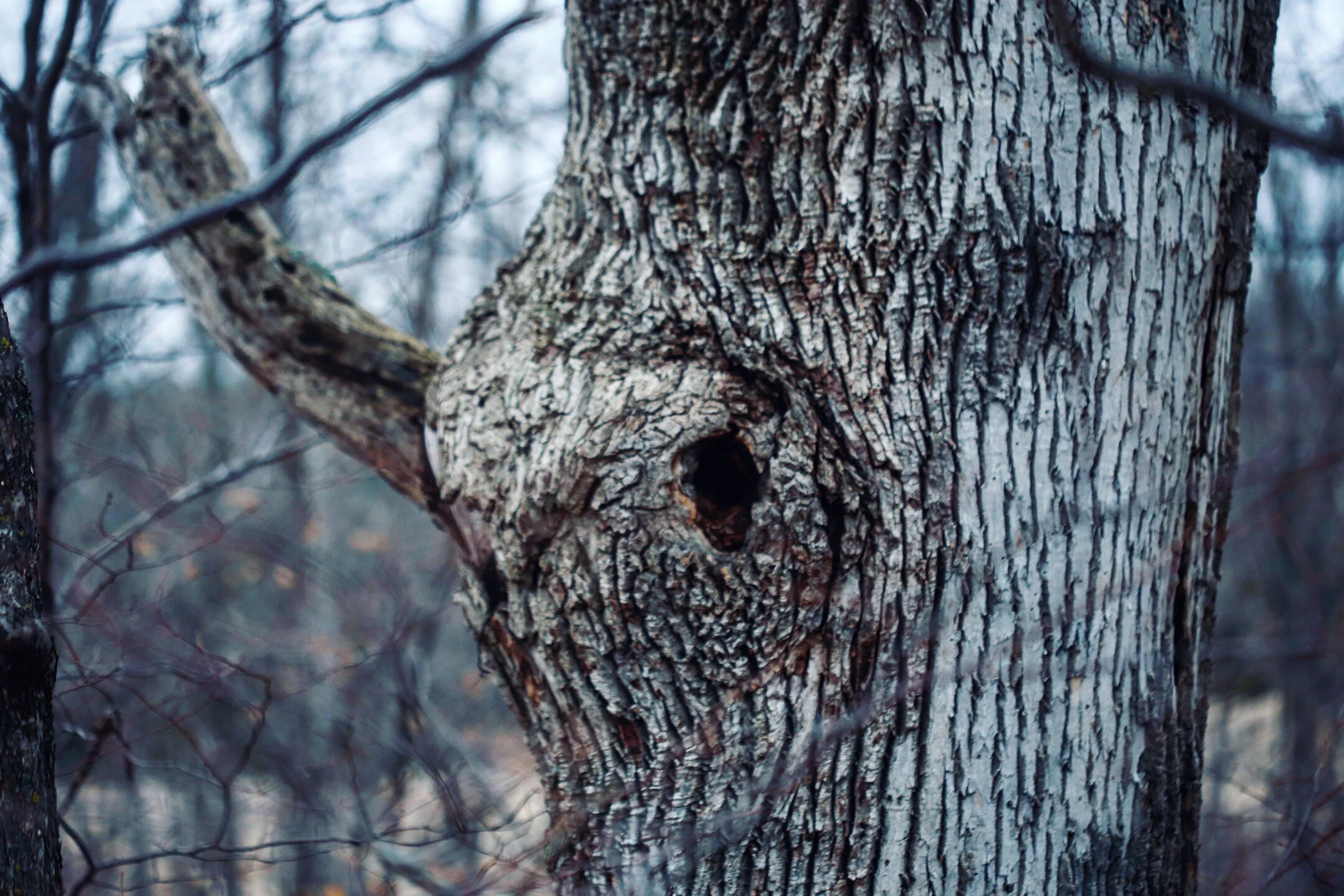 tree.jpg