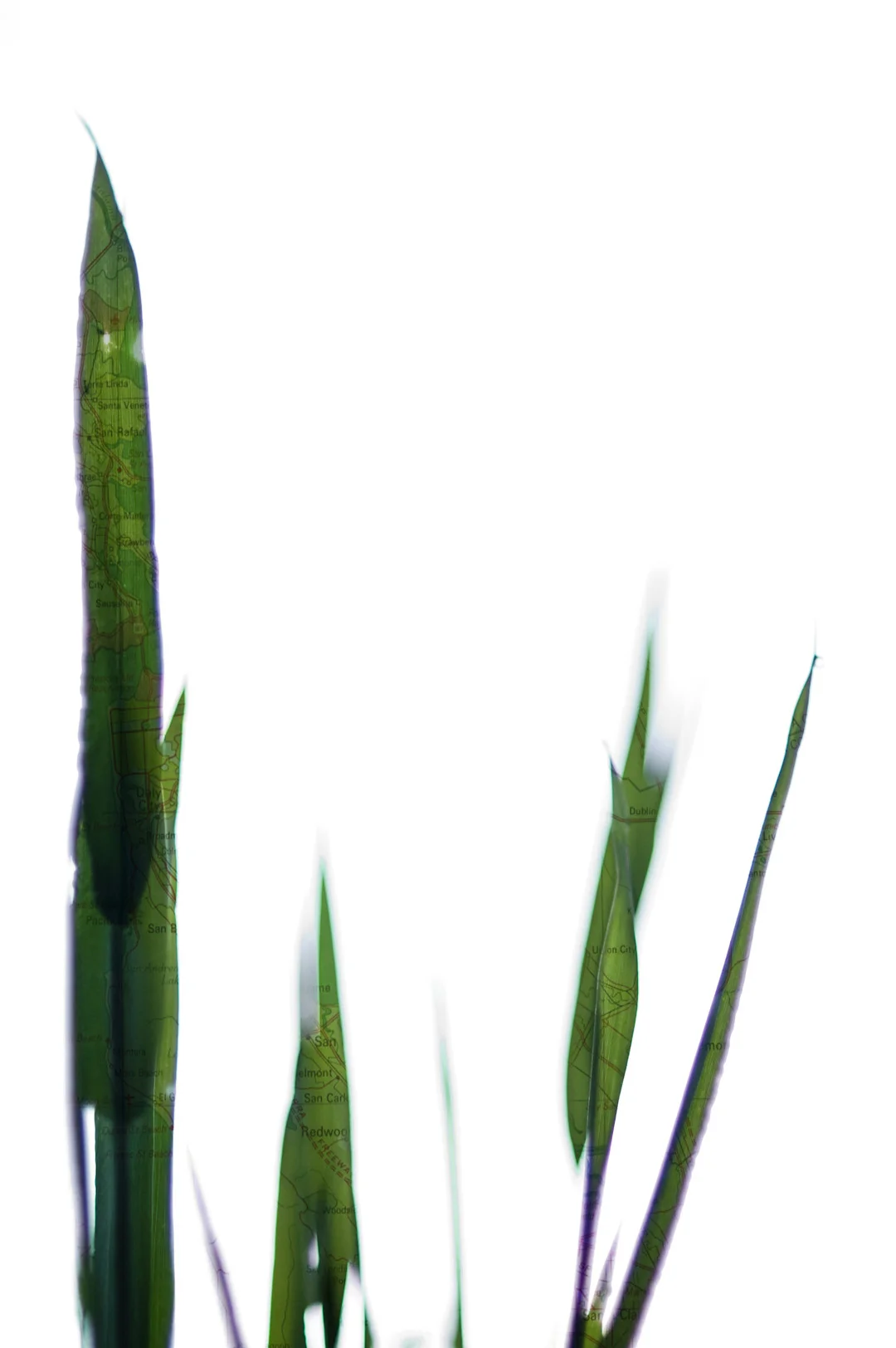 Blades of Grass, 2010