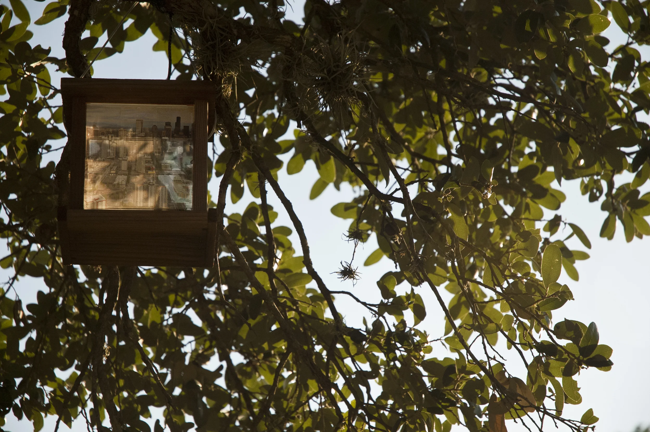 Oak Tree and Ball Moss, 2011