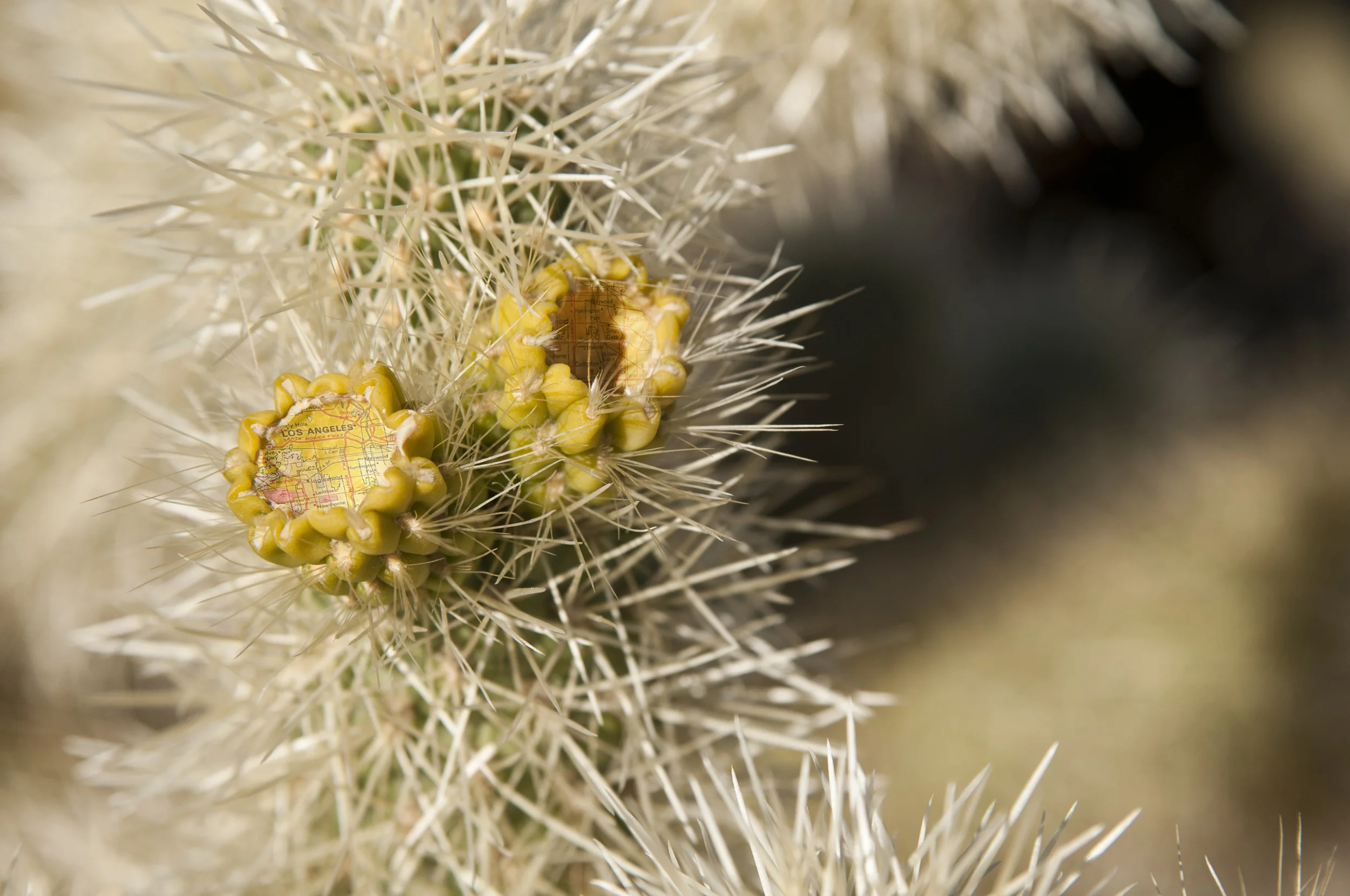 Cholla Cactus, 2011