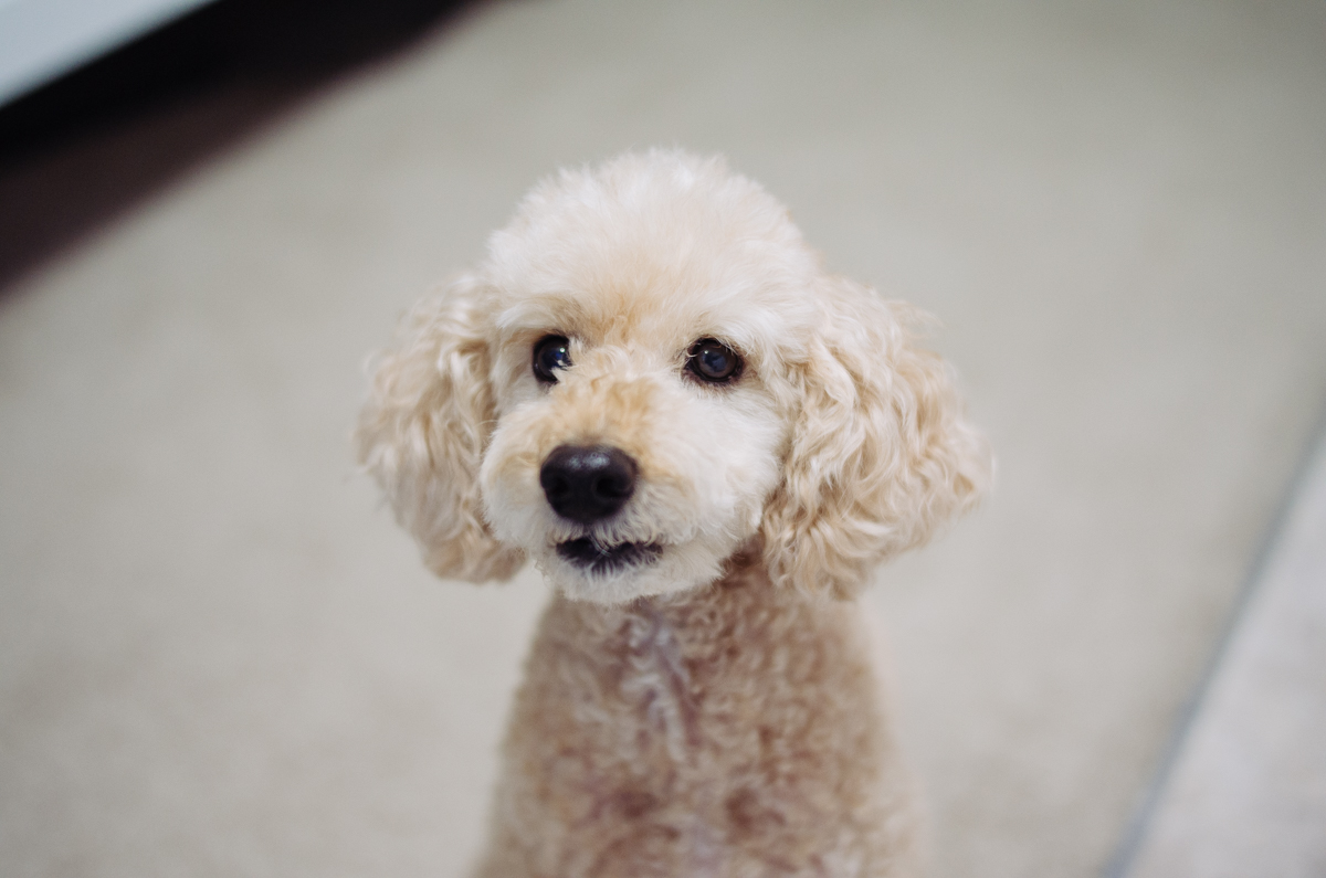 Leica T + Summilux-M 35mm f/1.4 ASPH
