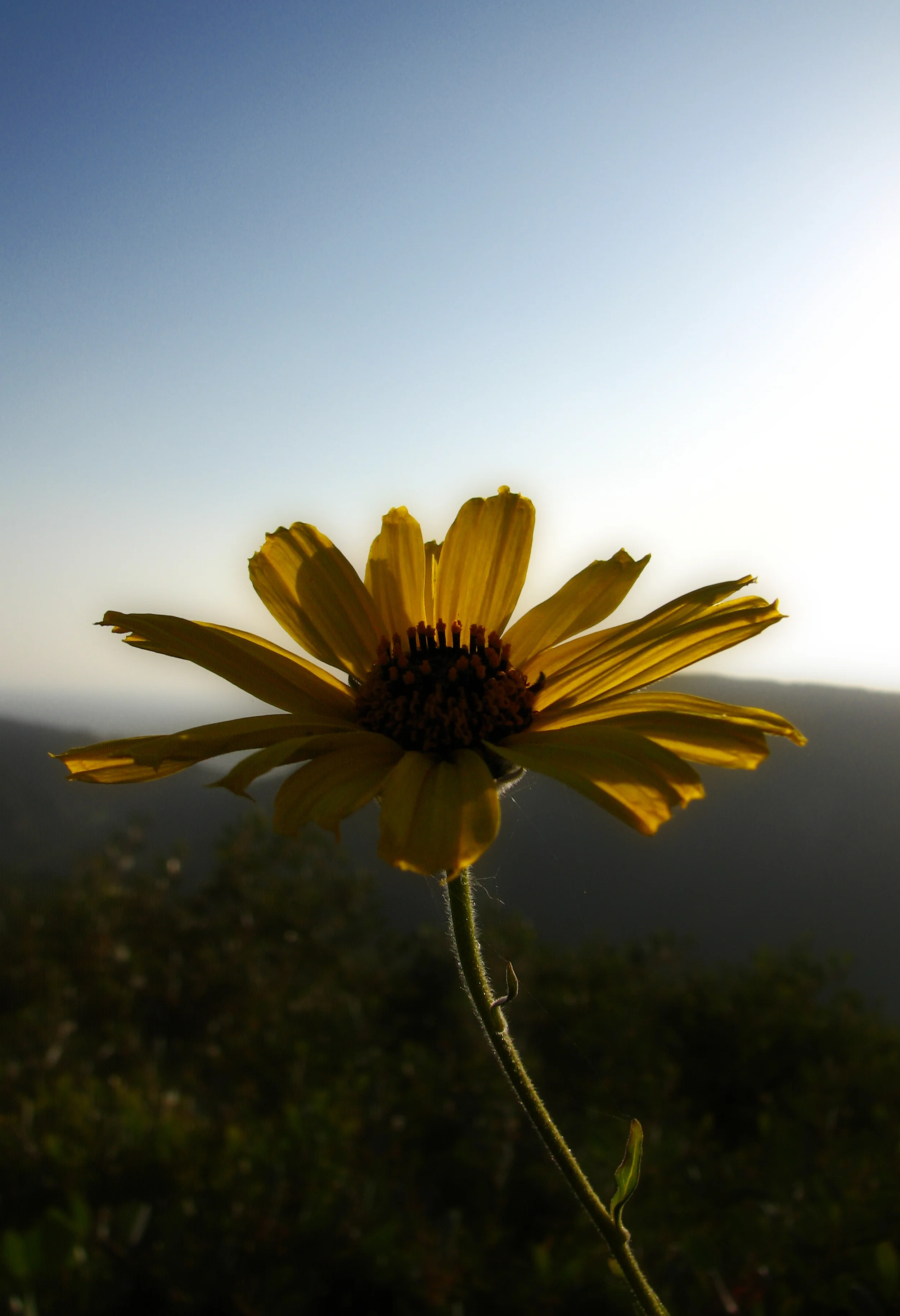 Scenic Flower copy.jpg
