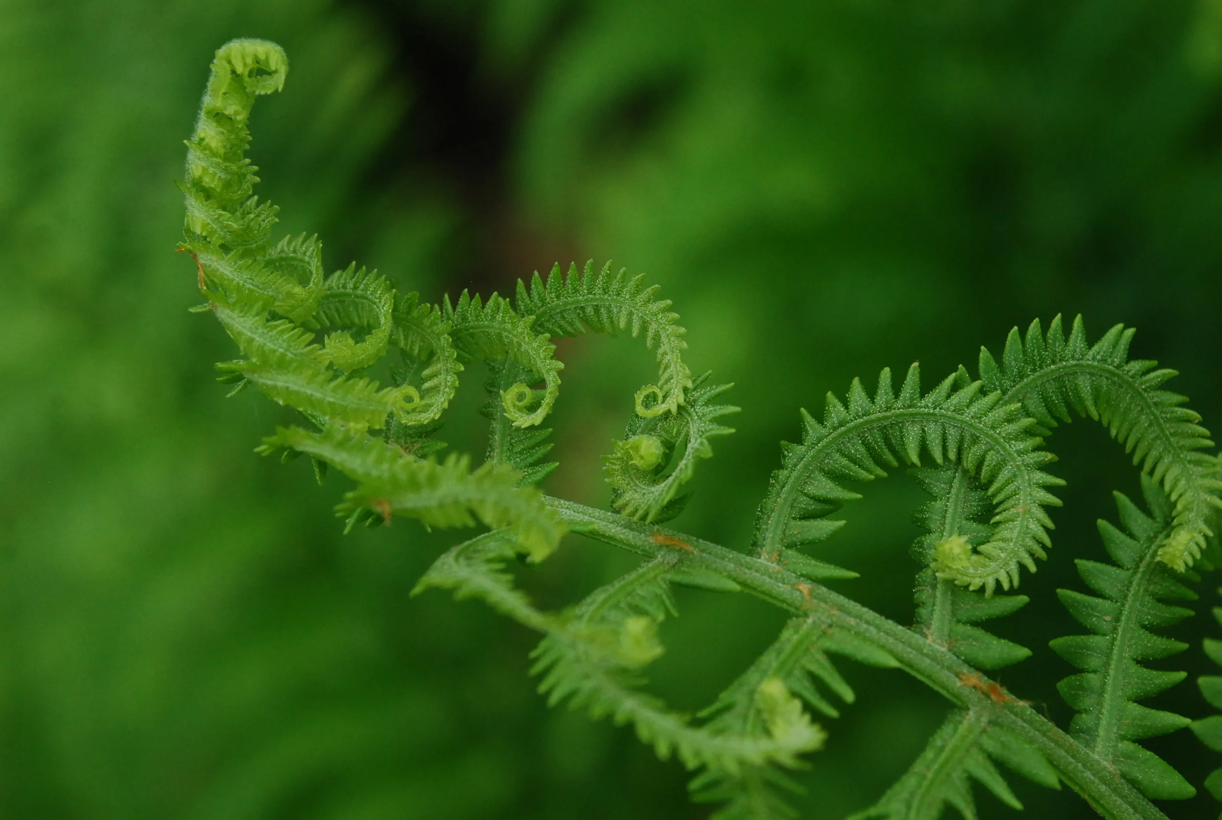 Montreal Botanical Garden