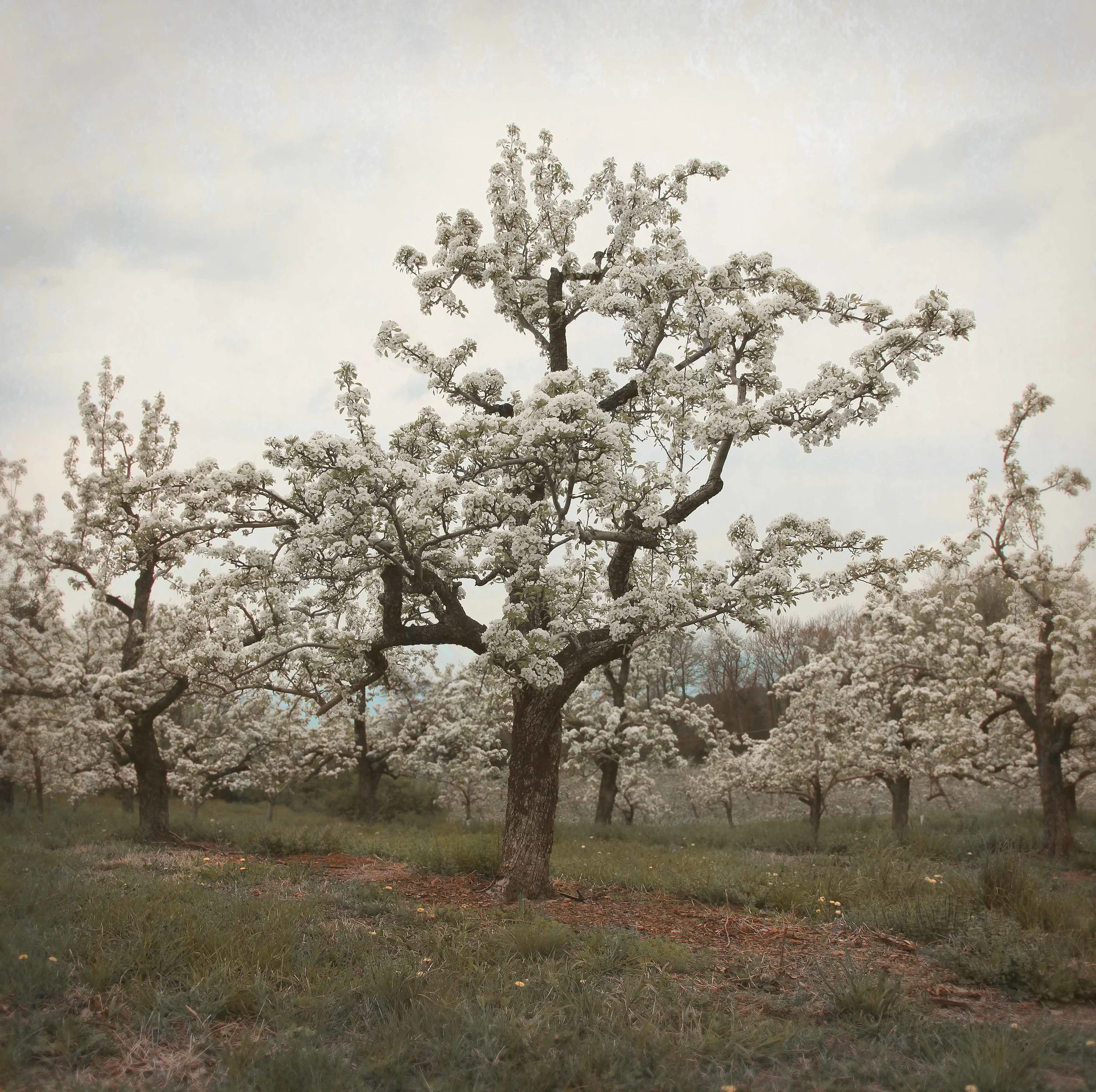 orchard1.jpg