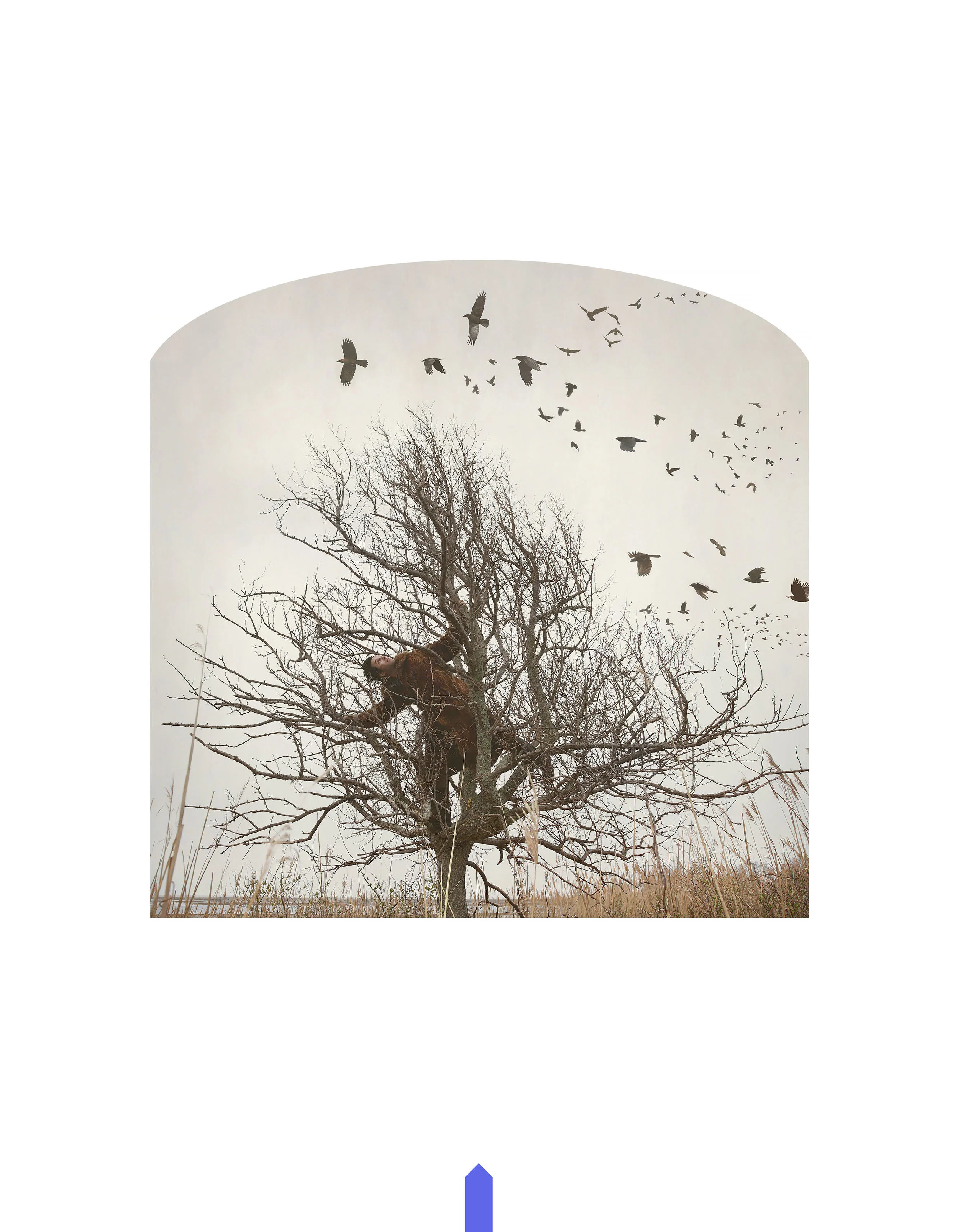 61_aviary(p).jpg