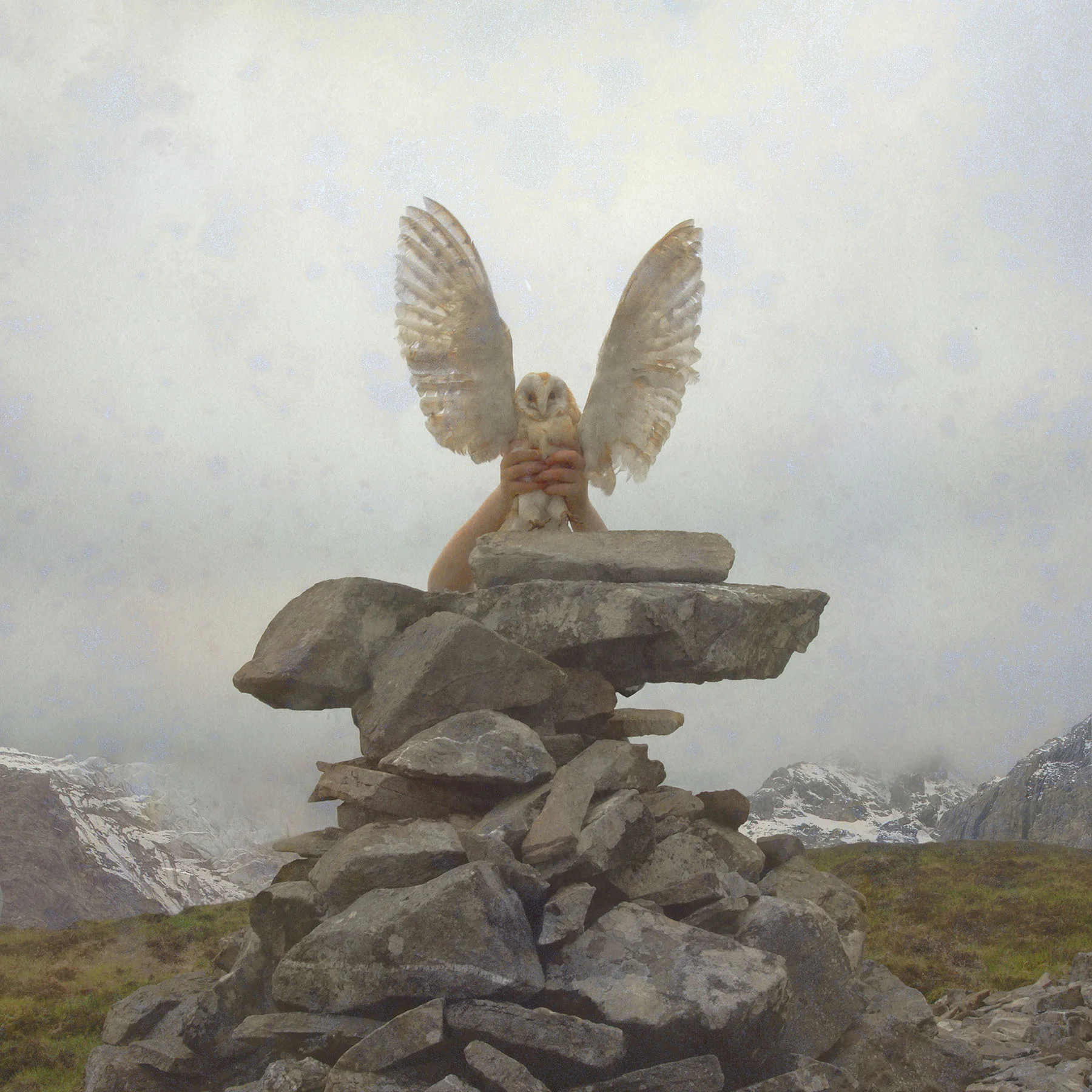 grabbedowl.jpg