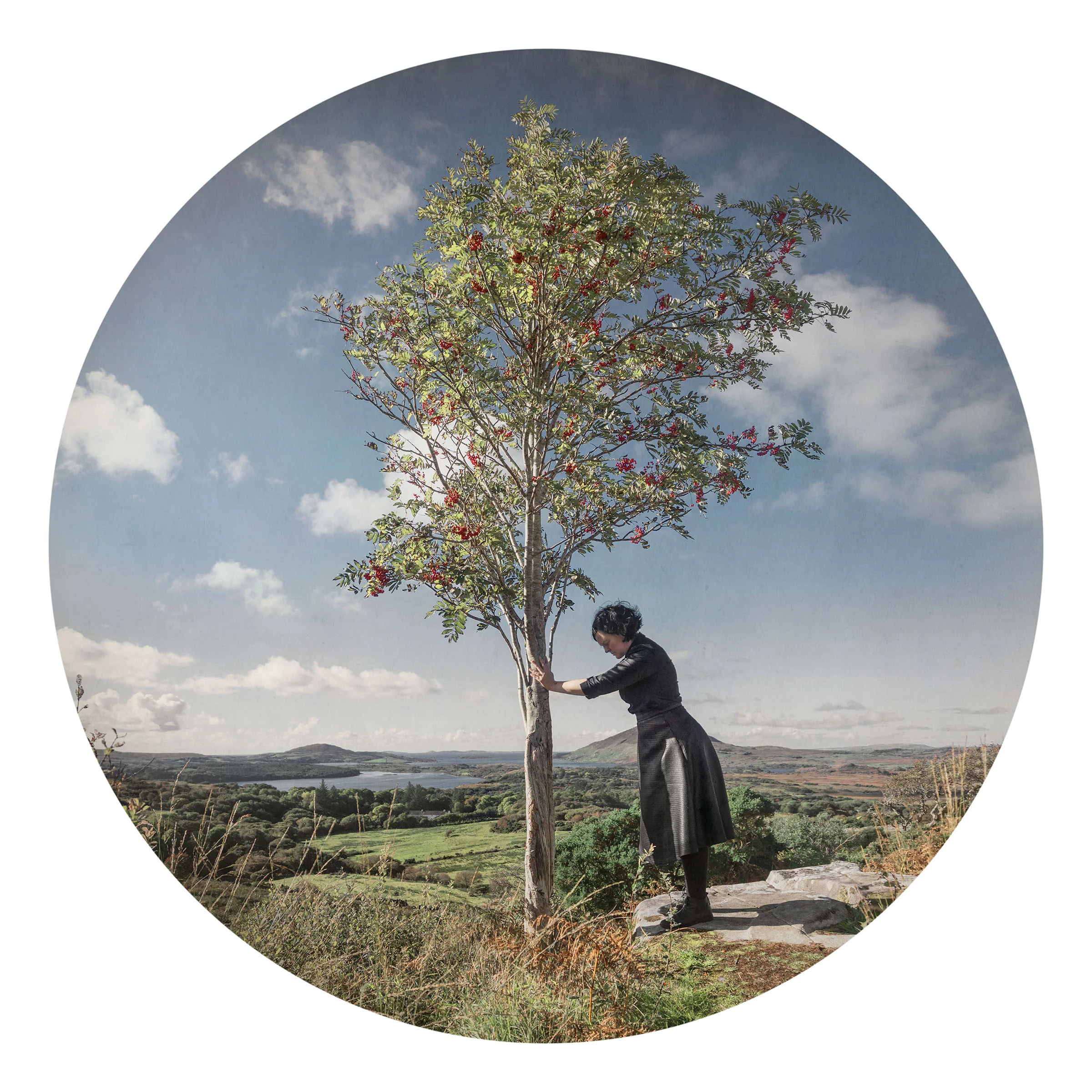 rowan_tree_2400.jpg