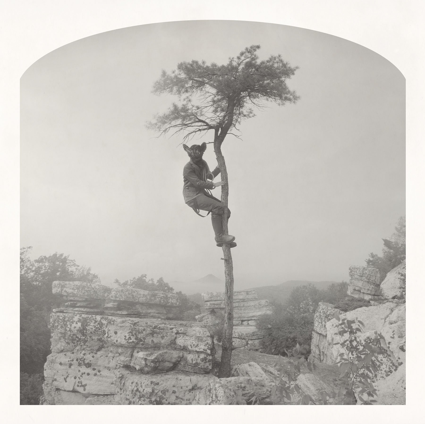 bat_in_a_tree(p).jpg