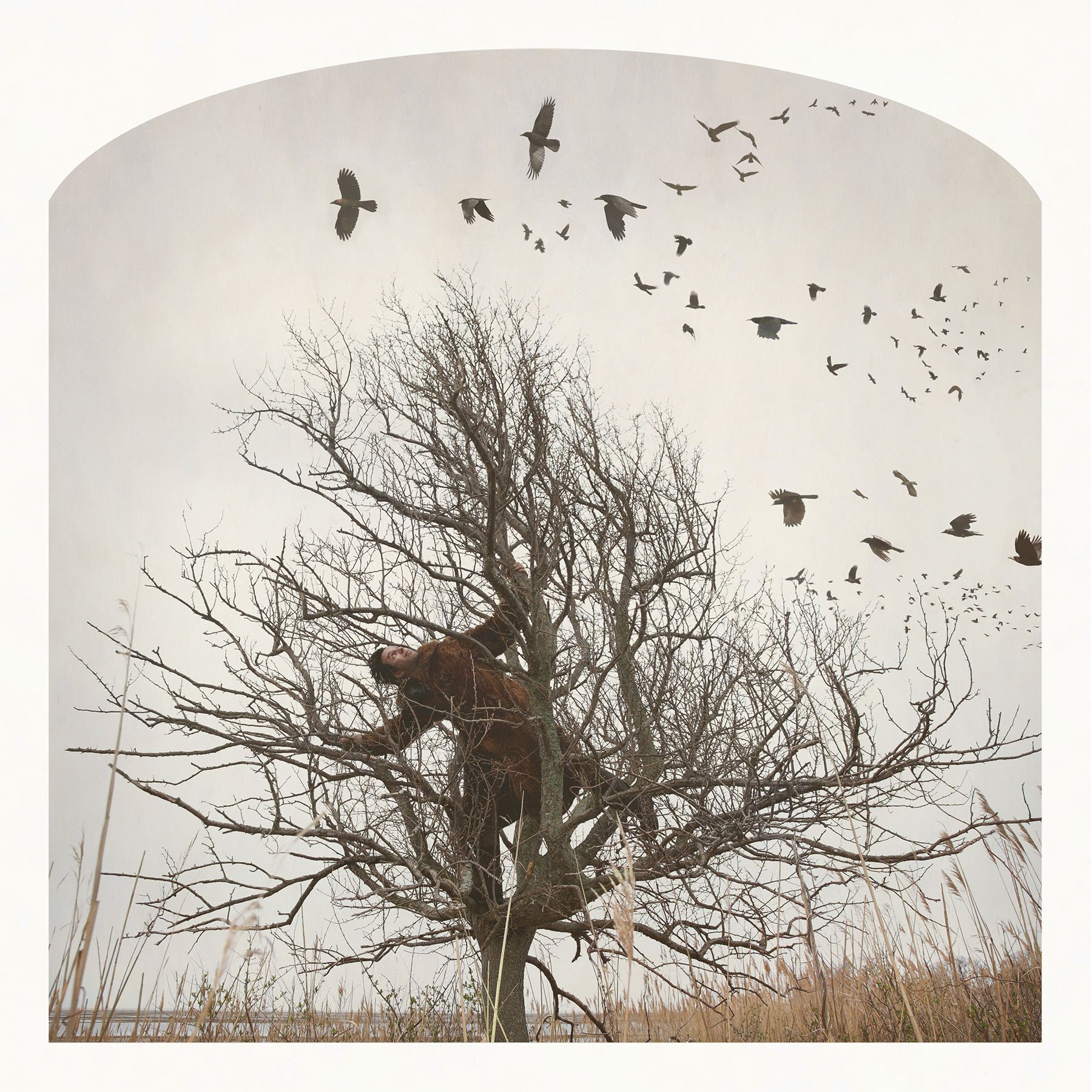 raven_tree(p).jpg