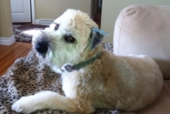  Our pets can benefit from a stress mantra!