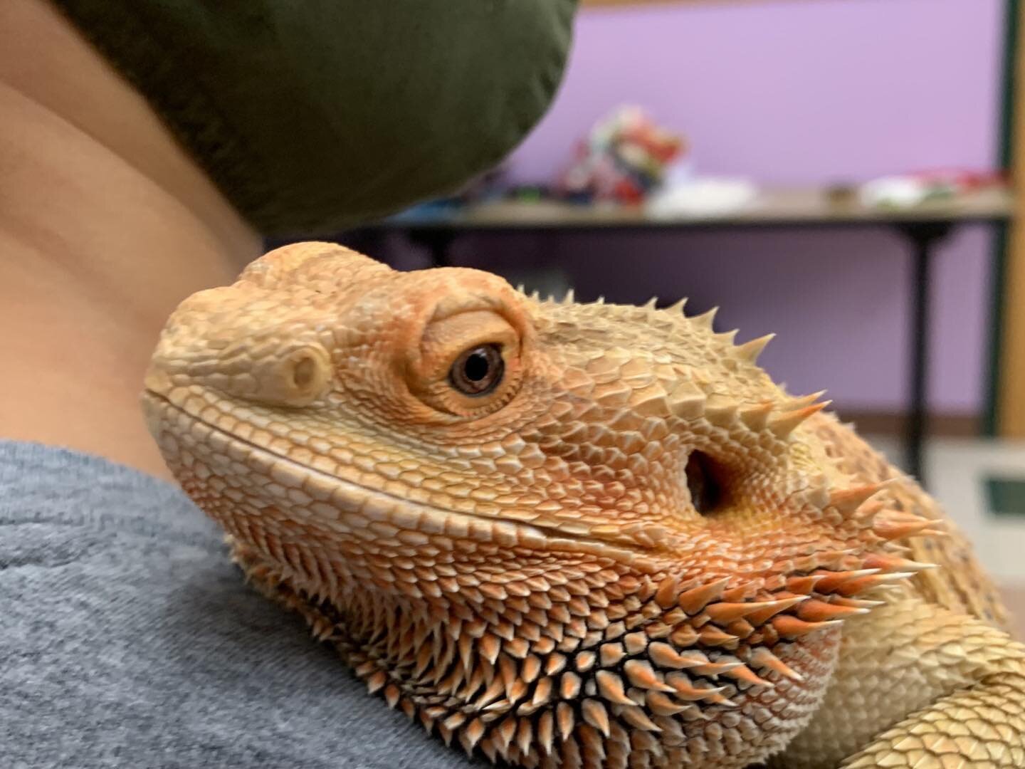 Last year we met this amazing bearded dragon at Dane County Humane Society, but he&rsquo;s an educator and not available for adoption. Cut to me telling the kiddo that we&rsquo;d wait for six months for a surrendered lizard to come into our lives, an