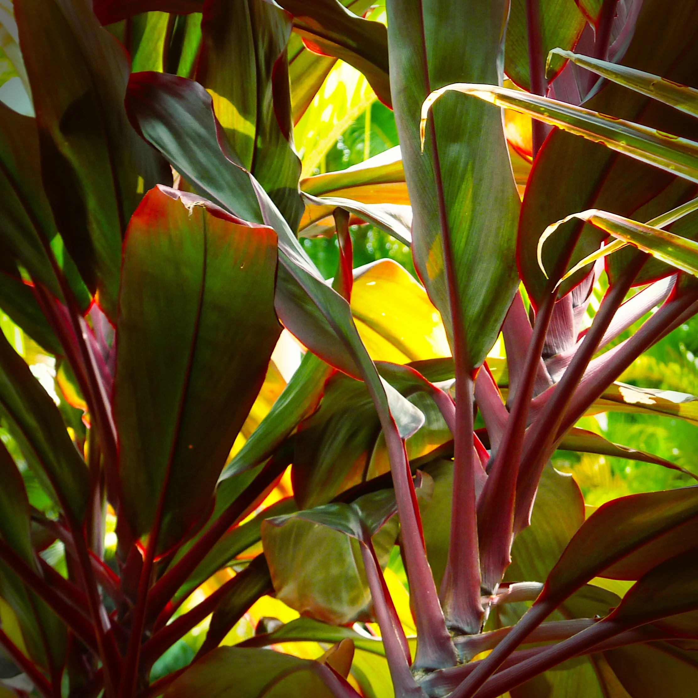ti_leaves.jpg