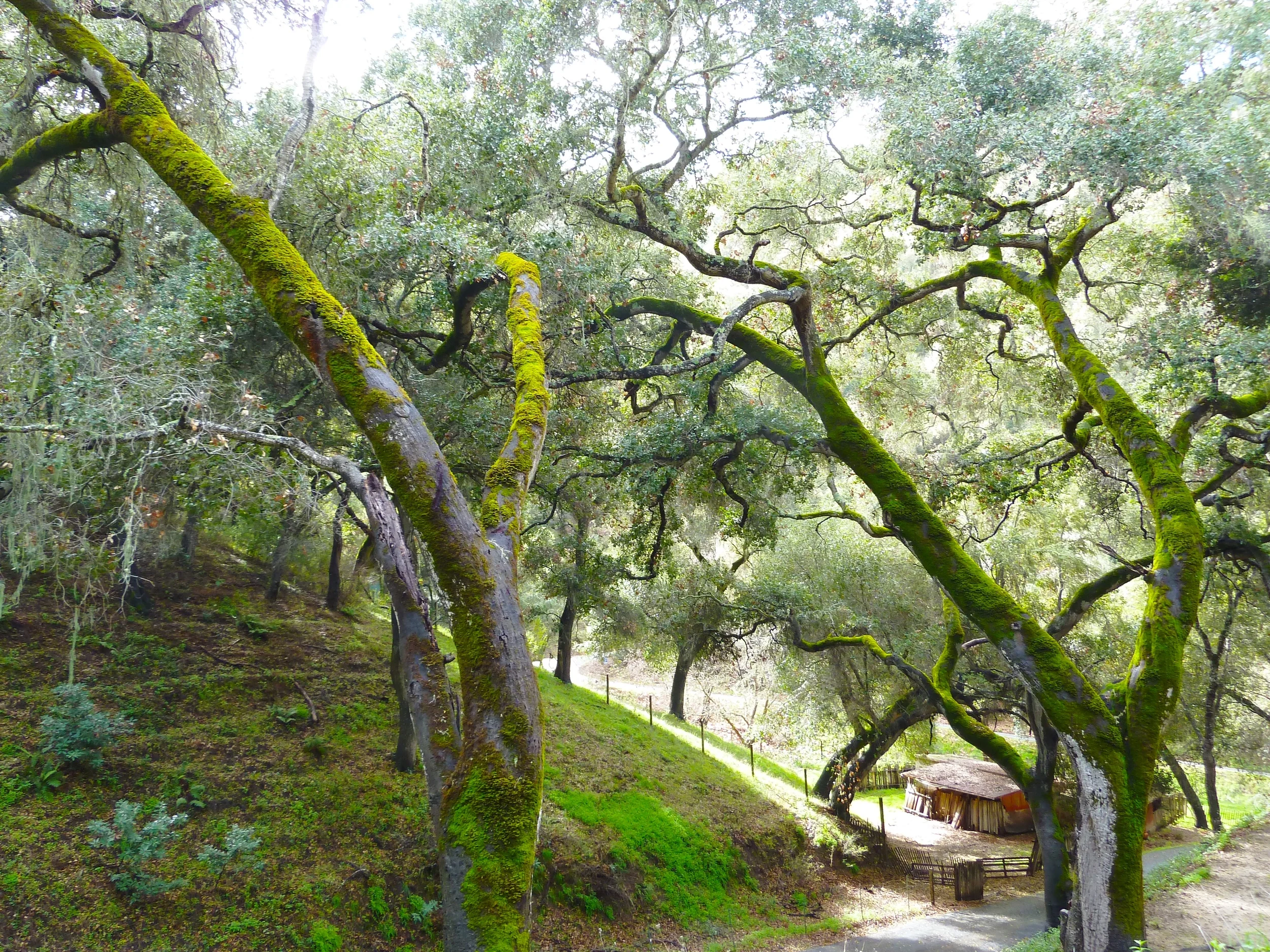 Moss_trees.jpg