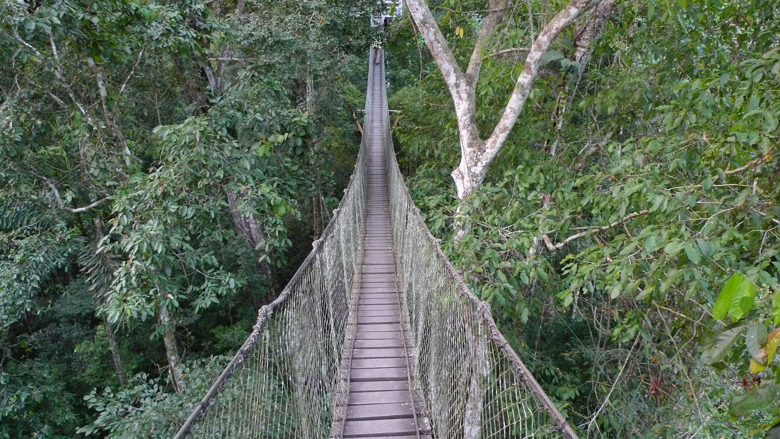 walkway-peru1.jpg