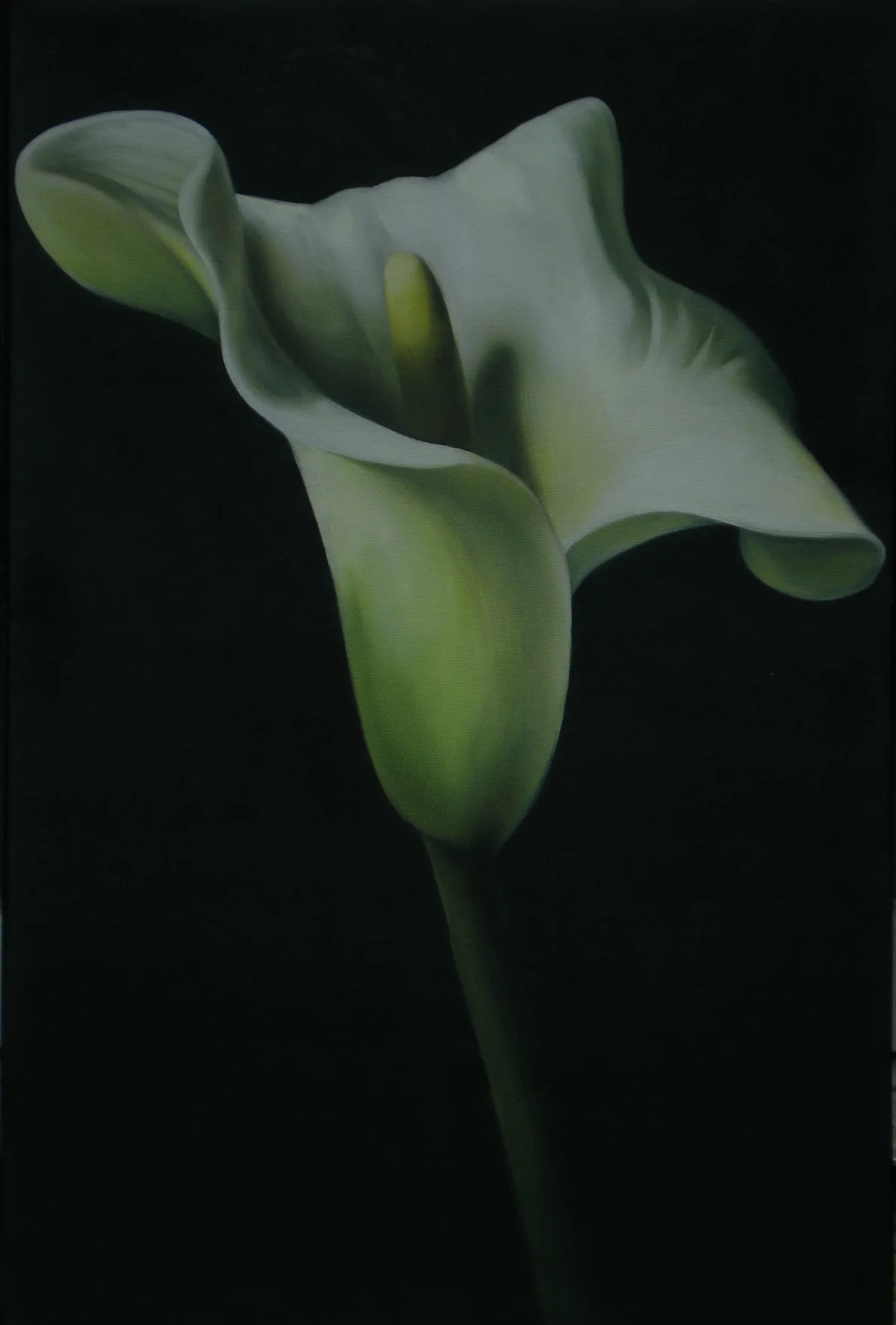 Lily