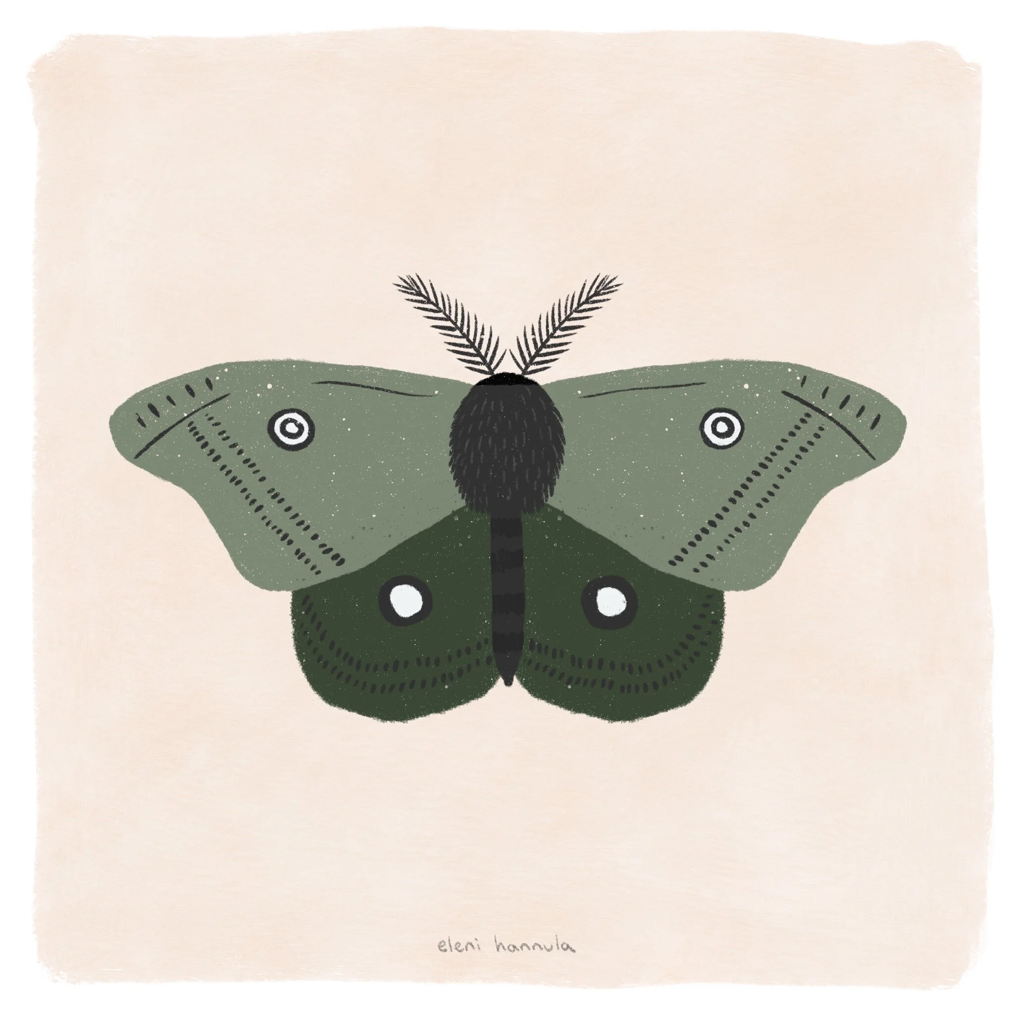 20190429_IG_Moth+Butterflys__0543.jpg