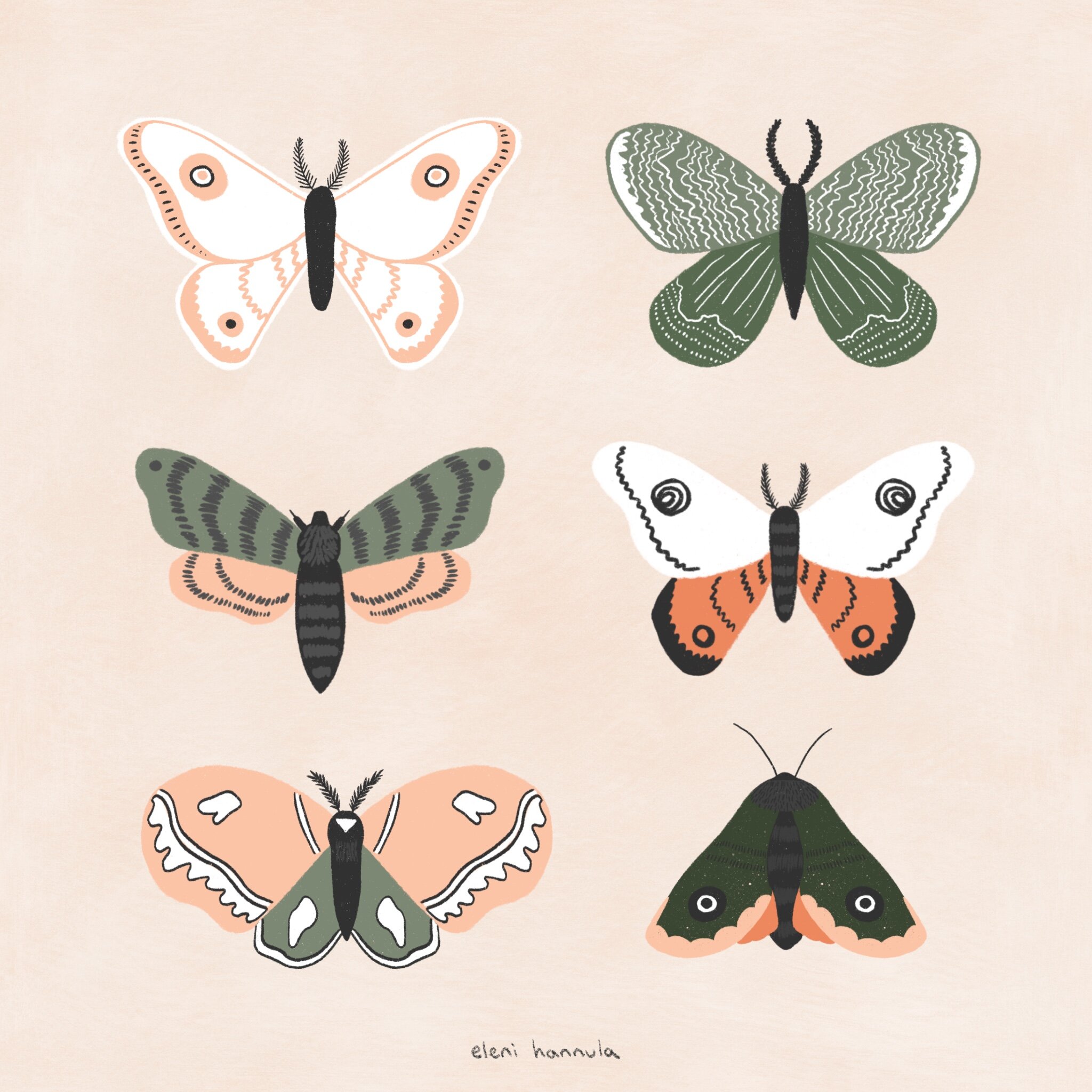 Moths_6.jpg