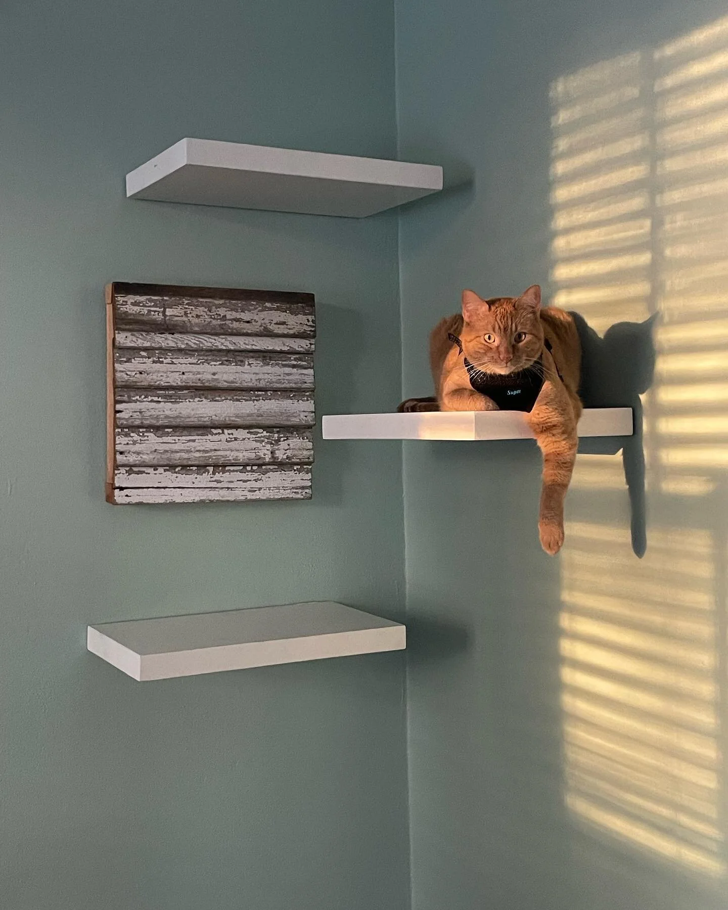 Nothin like a happy customer! Made some floating cat shelves for @kalydoscopeeyes and Turkey.  As well as a wall mounted cat scratcher post wrapped by CJ. Thanks to @giudiebrown  for installing these with me