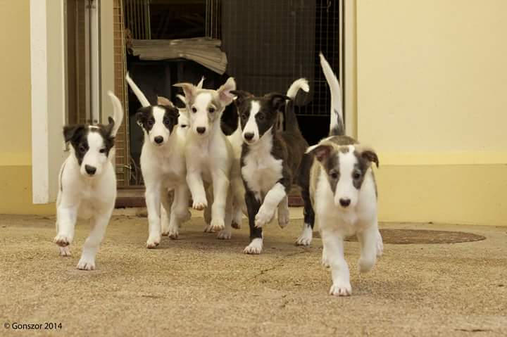 Puppies Kushbudar Silken Windhounds