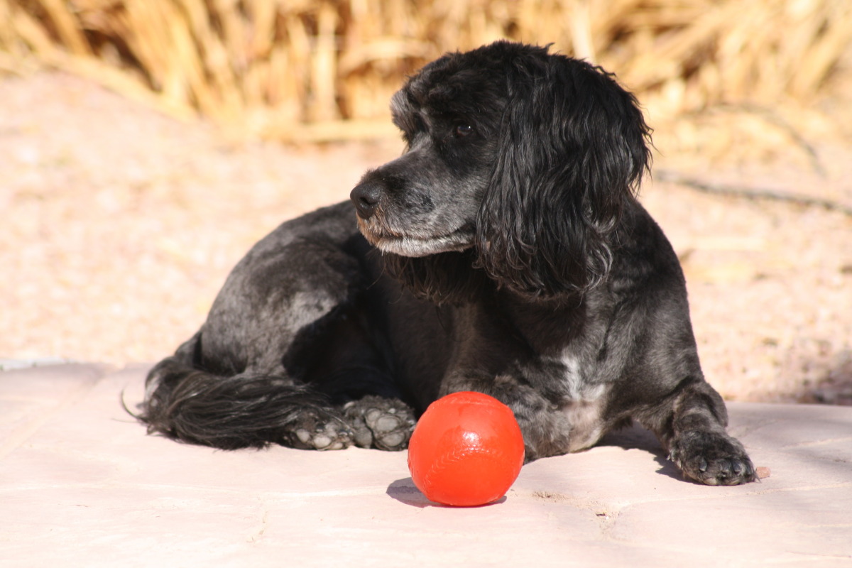 Raiden sunbathing